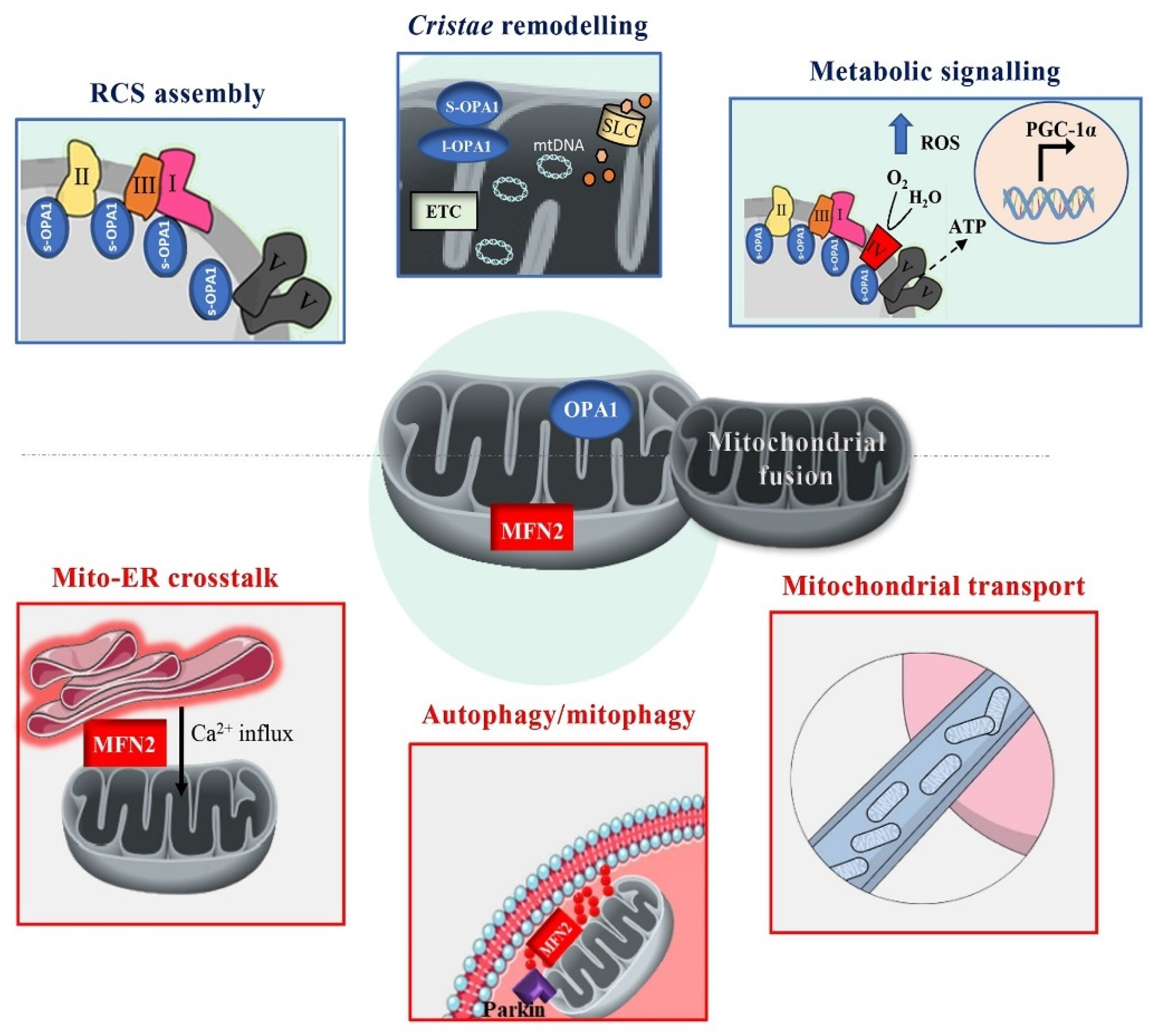 Biomolecules 15 00433 g001