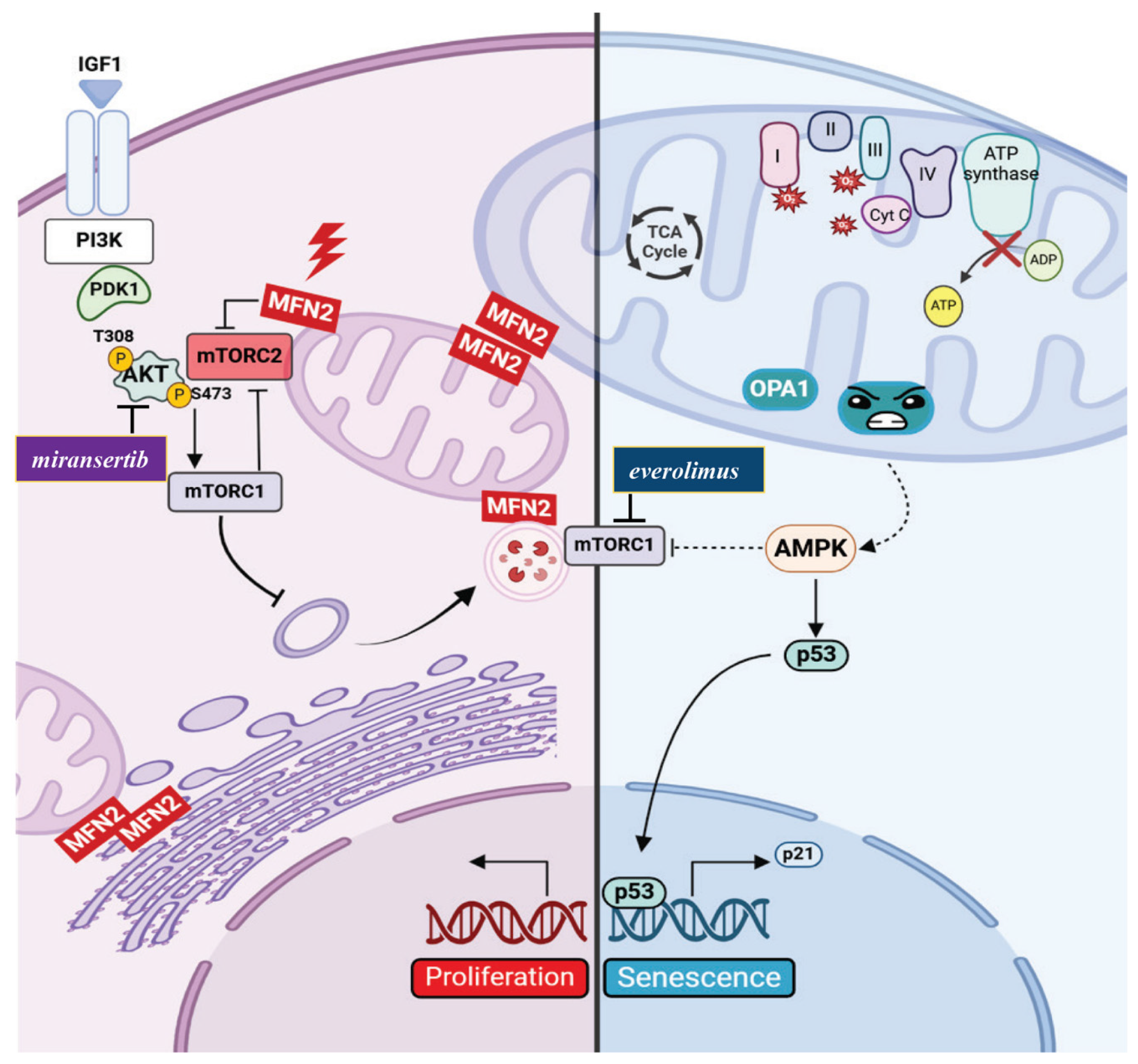 Biomolecules 15 00433 g003
