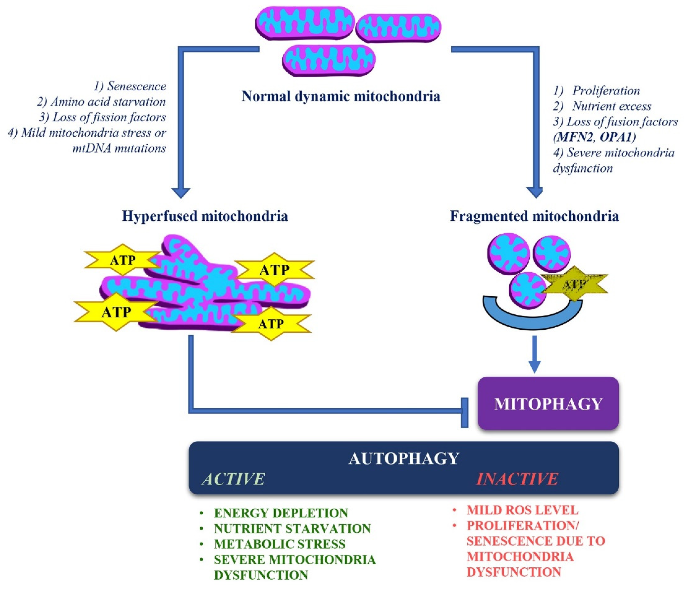 Biomolecules 15 00433 g004