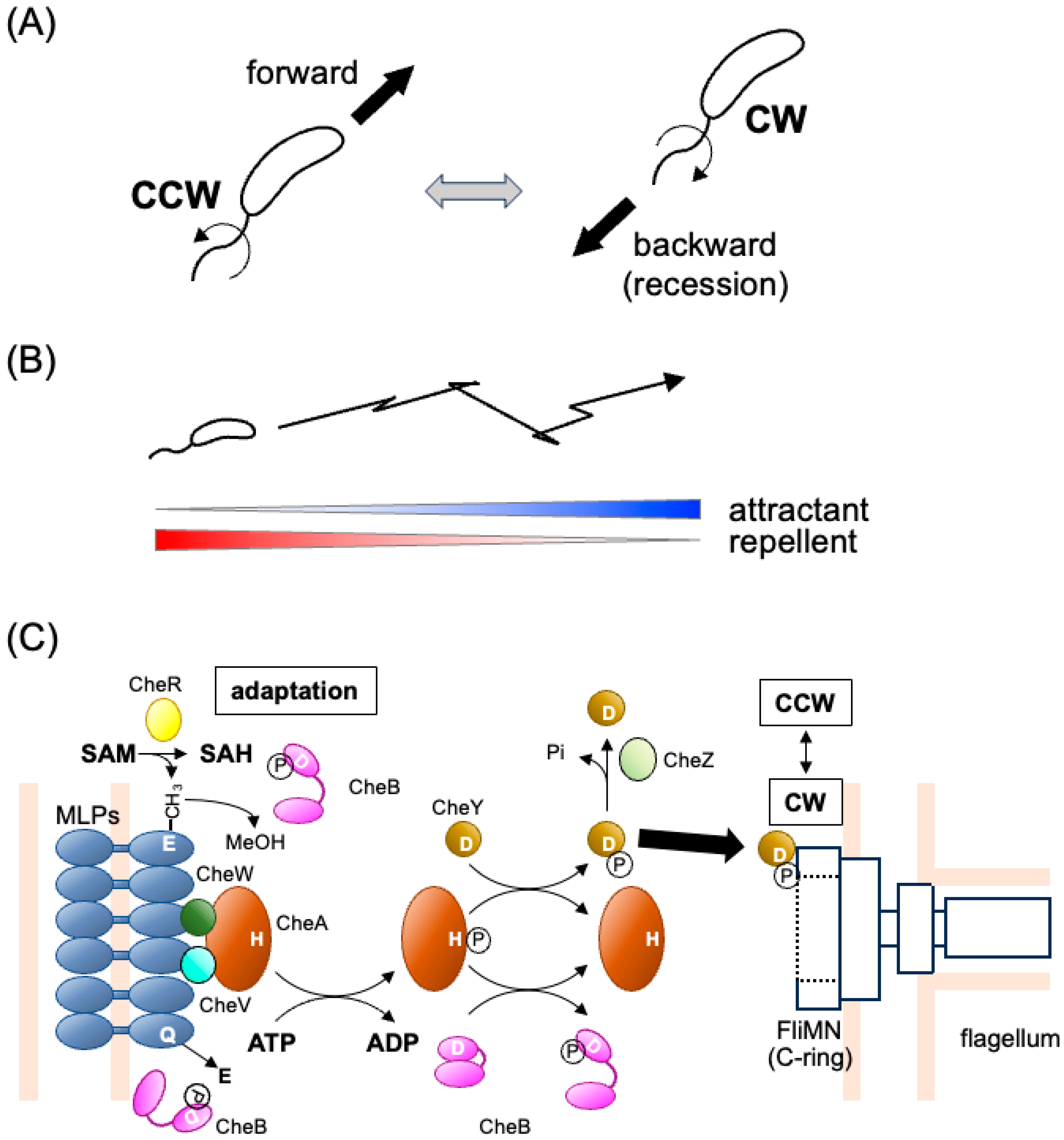 Biomolecules 15 00434 g001