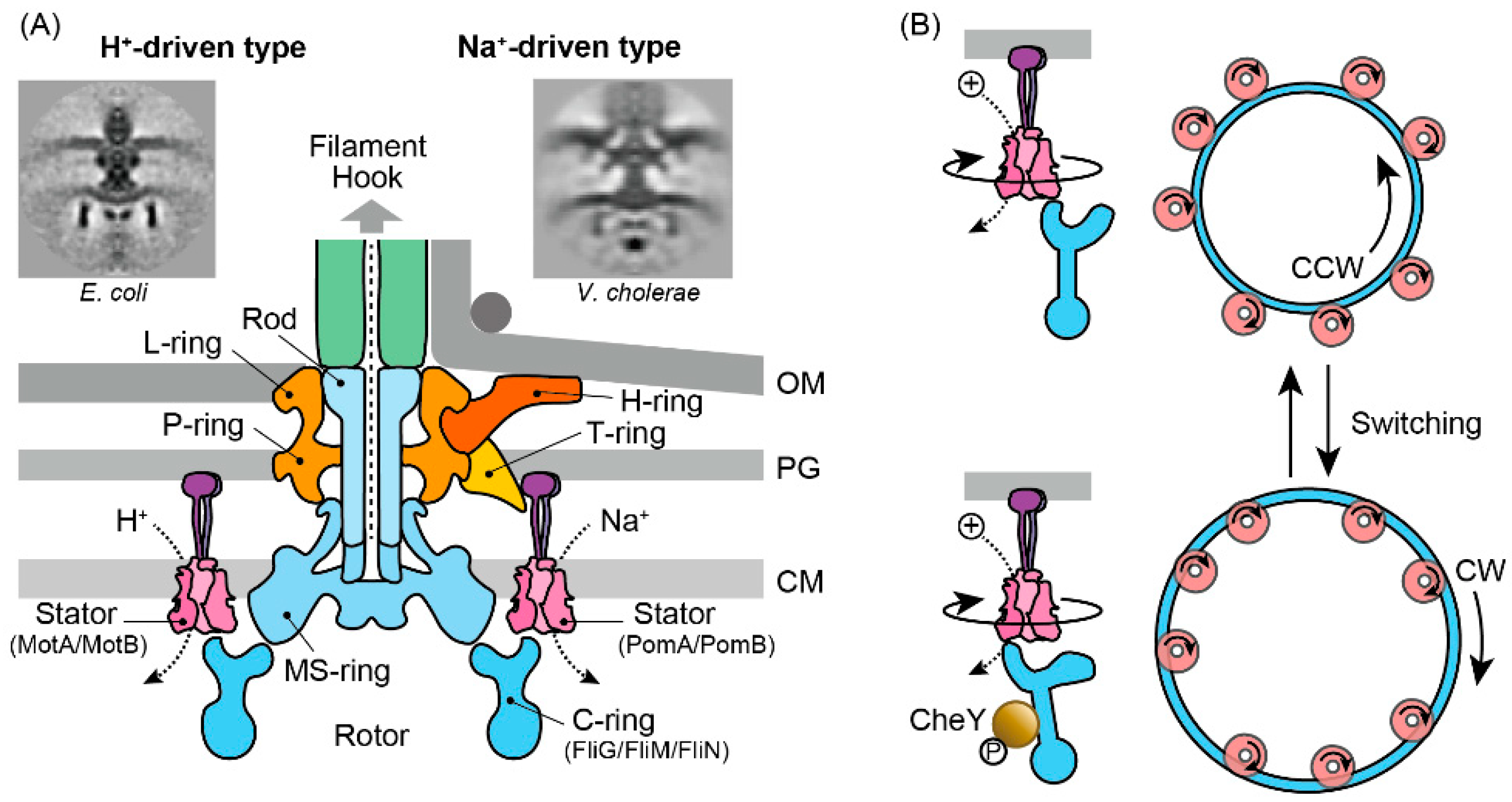 Biomolecules 15 00434 g004