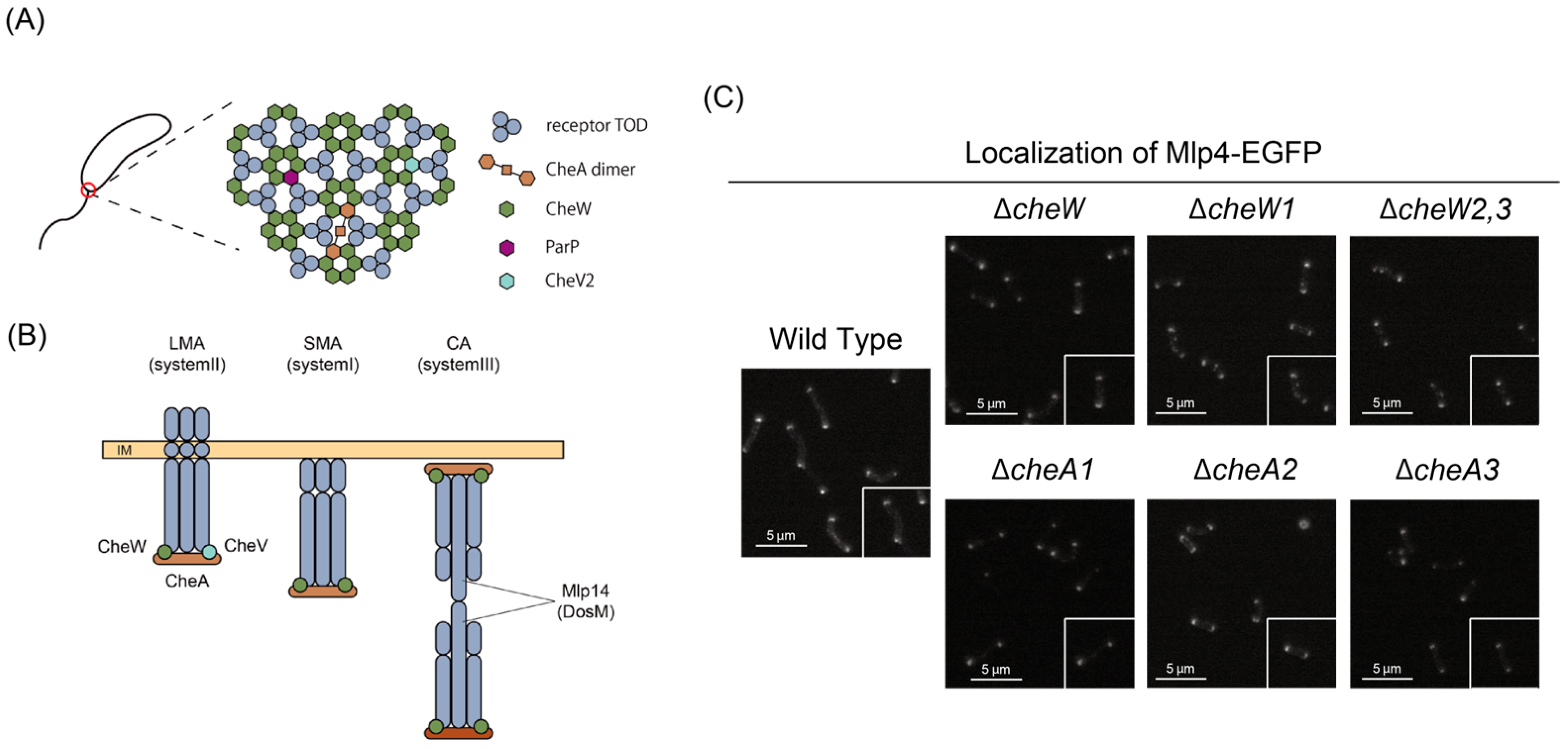 Biomolecules 15 00434 g006