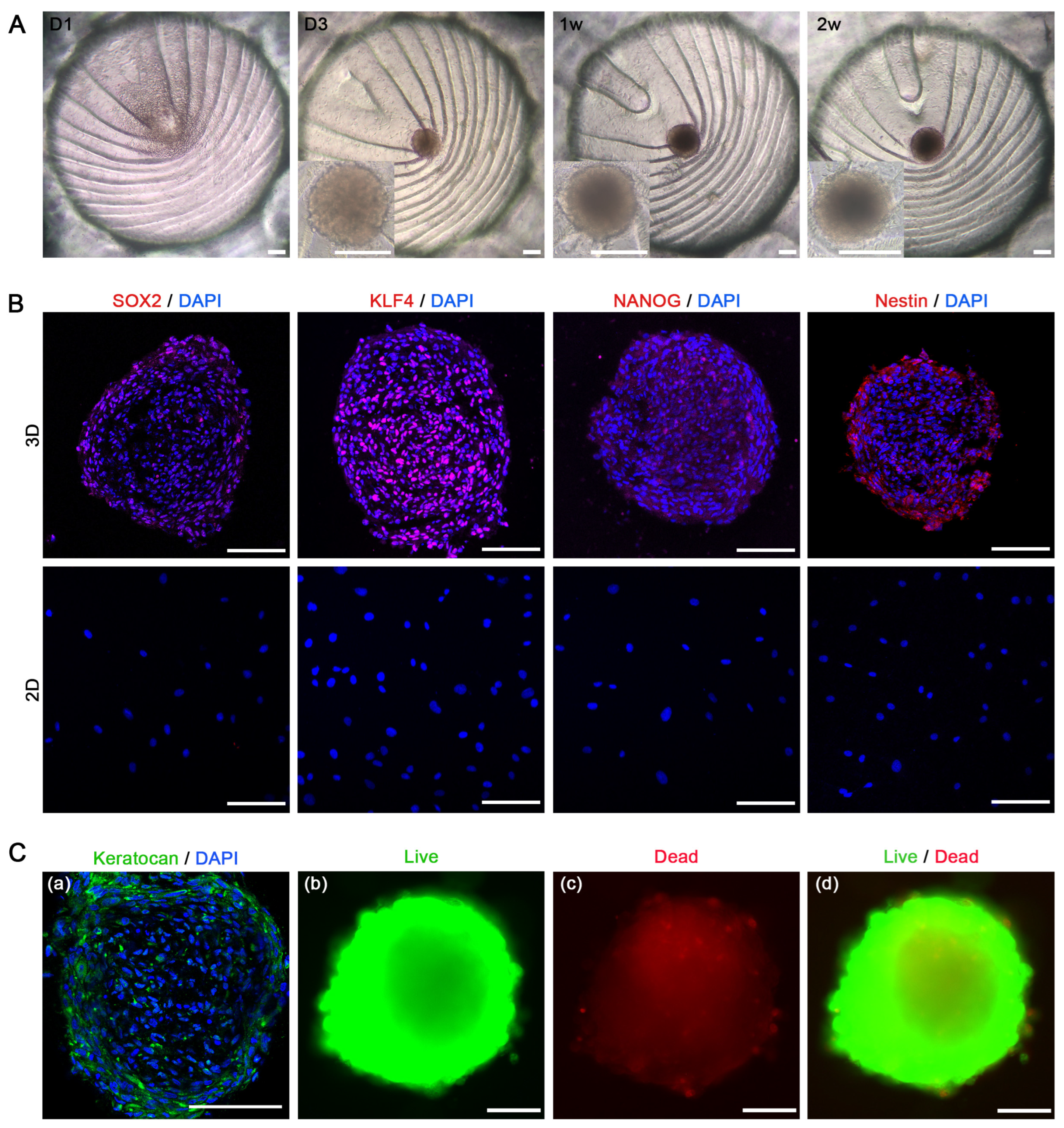Biomolecules 15 00438 g004