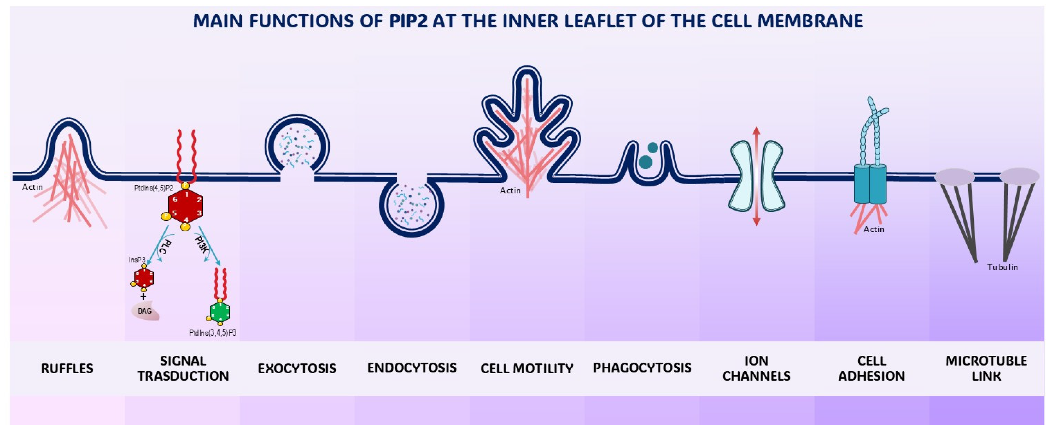 Biomolecules 15 00451 g003 Biomolecules 15 00451 g003