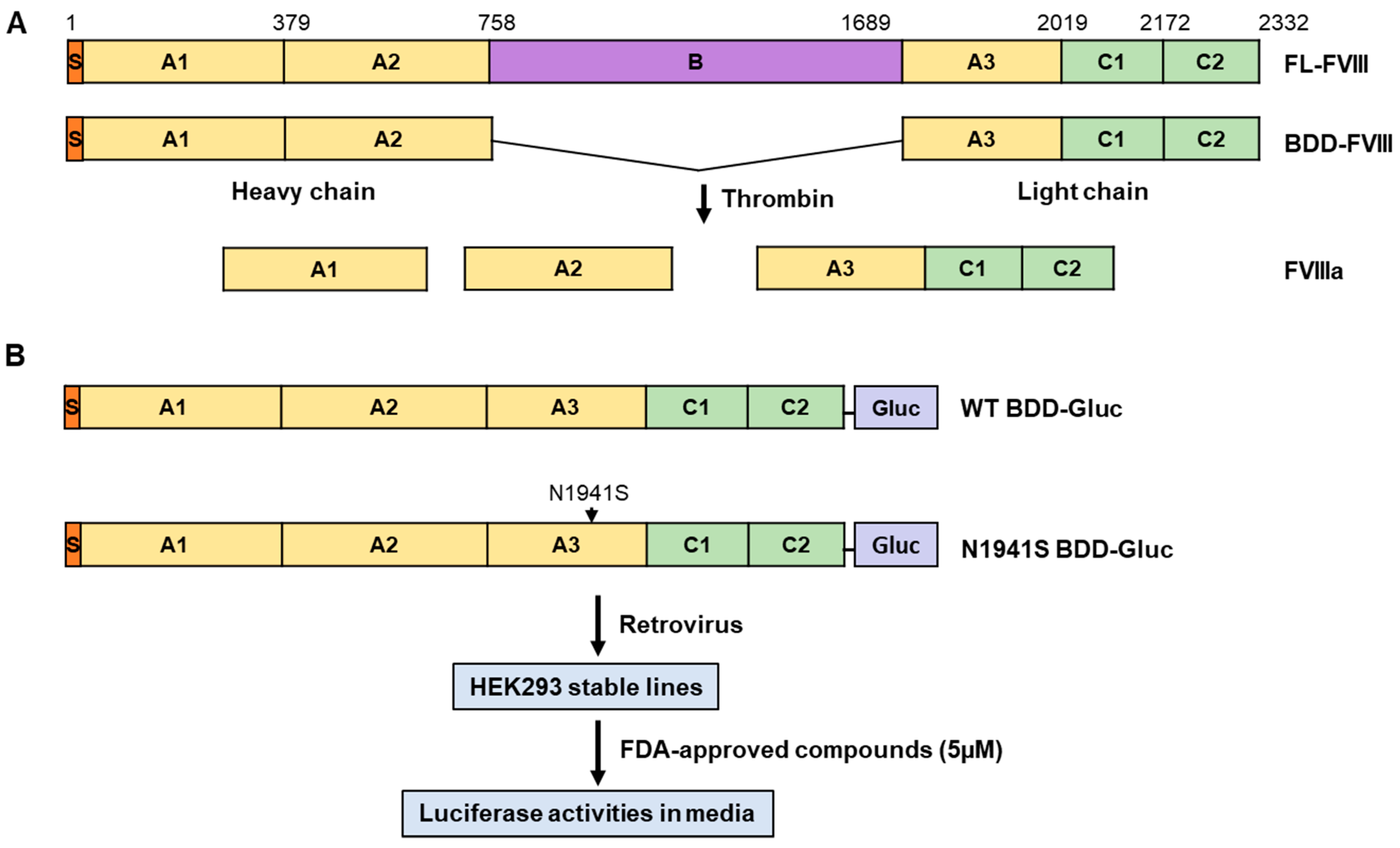 Cell-Based Small-Molecule Screening Identifying Proteostasis