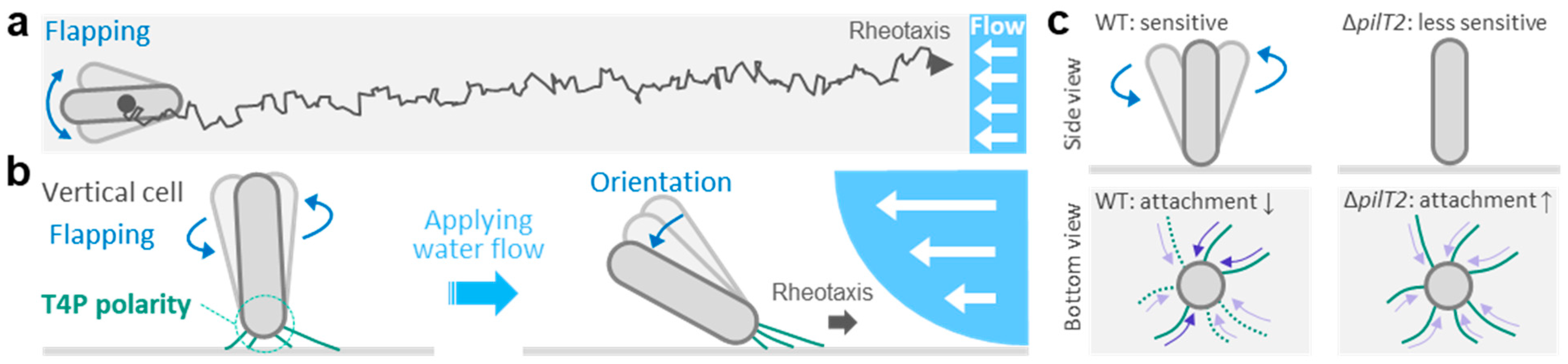 Biomolecules 15 00459 g002