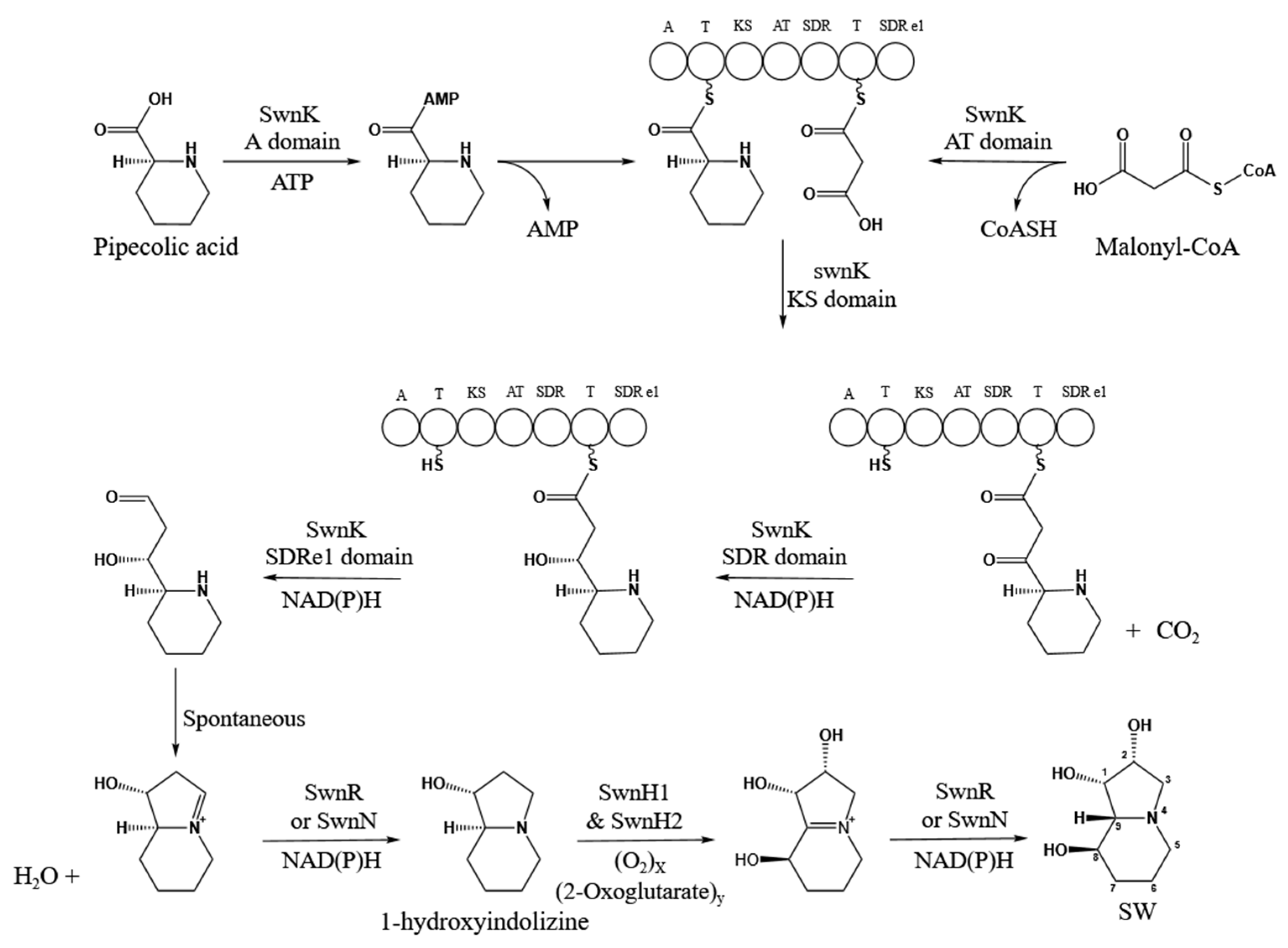 Biomolecules 15 00460 g002