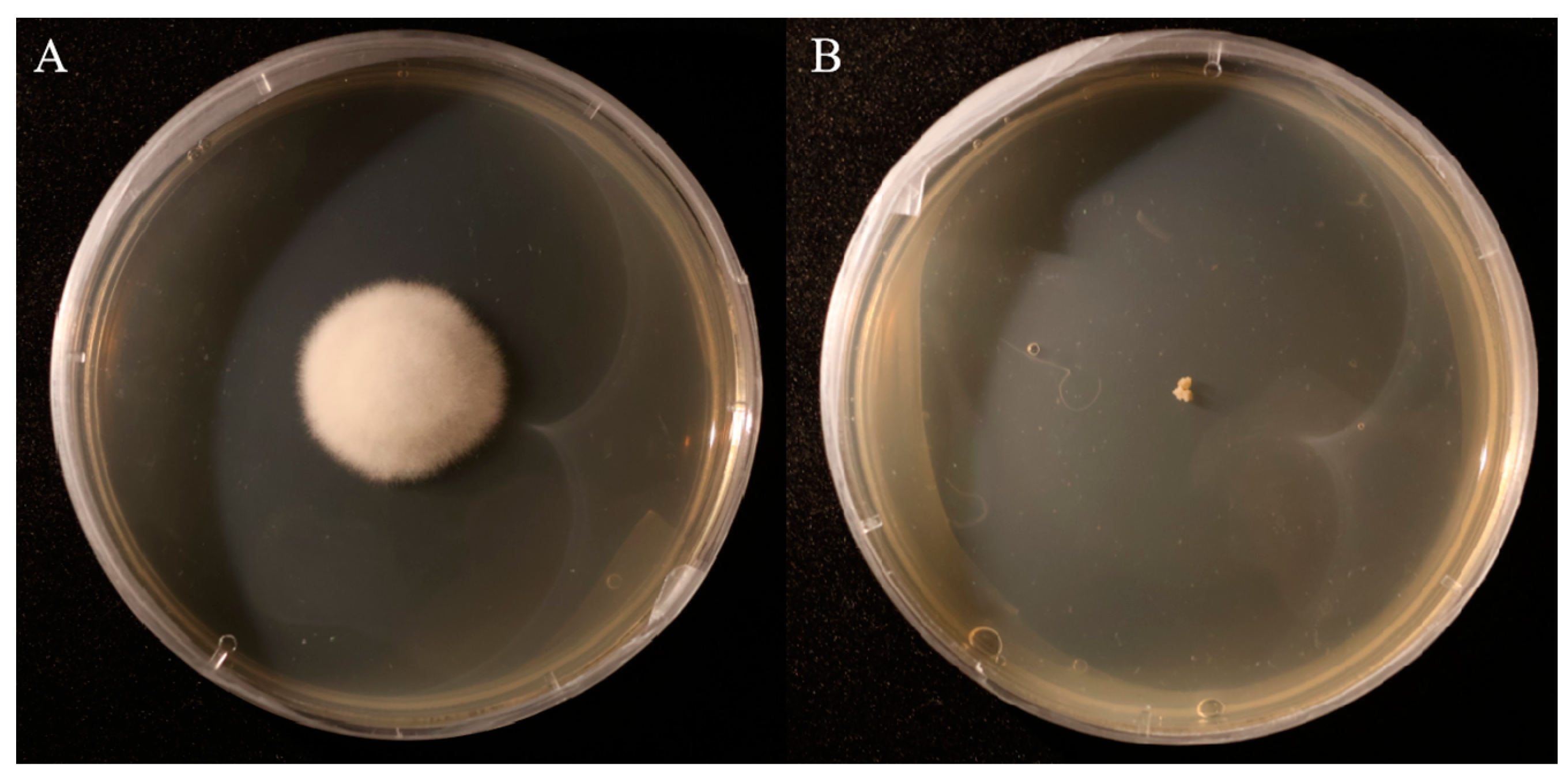 Biomolecules 15 00460 g006