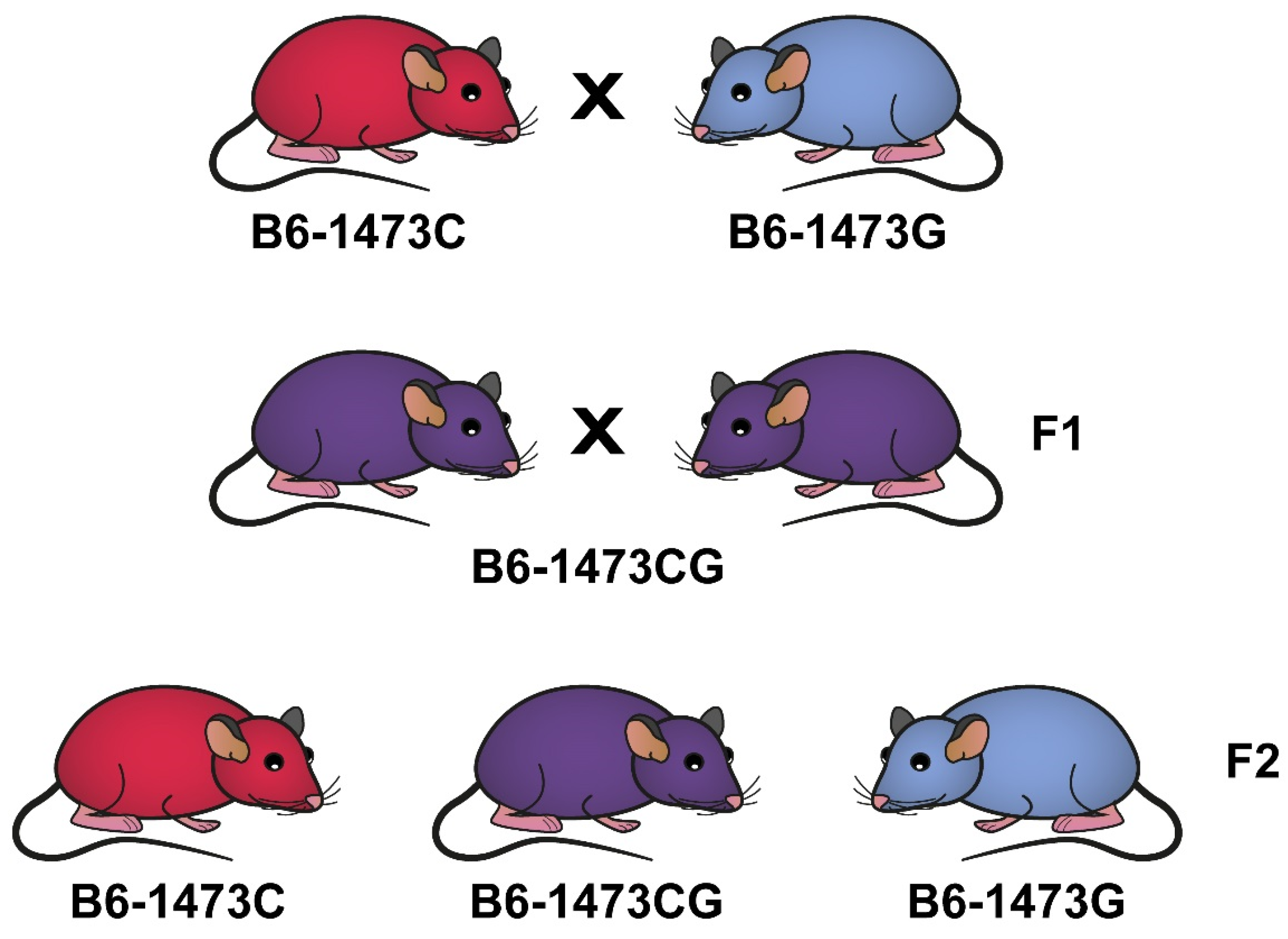 Lecture 6c: Mouse Models - YouTube