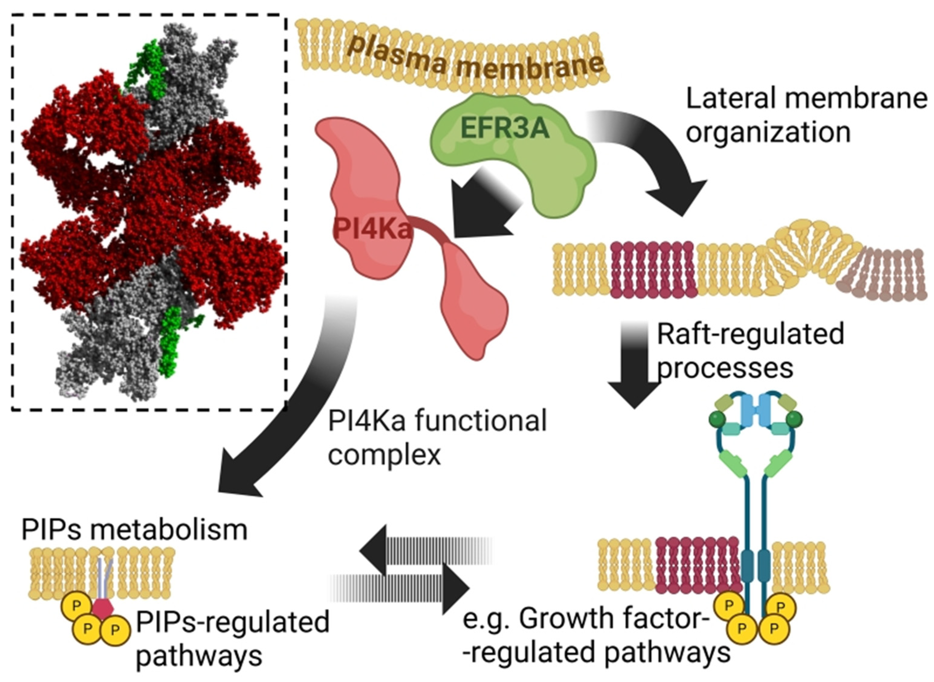 Biomolecules 15 00466 g001 Biomolecules 15 00466 g001