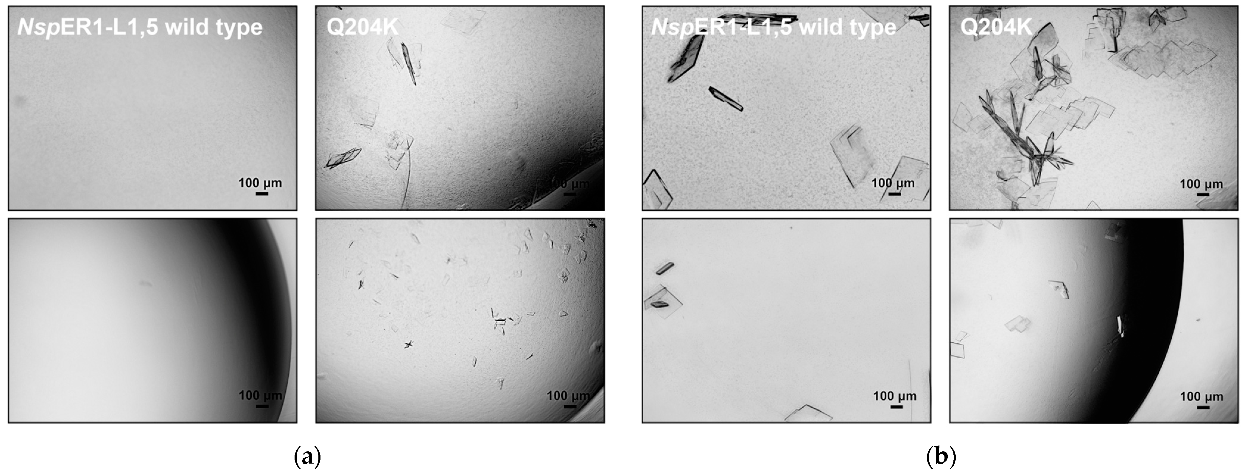 Biomolecules 15 00467 g003
