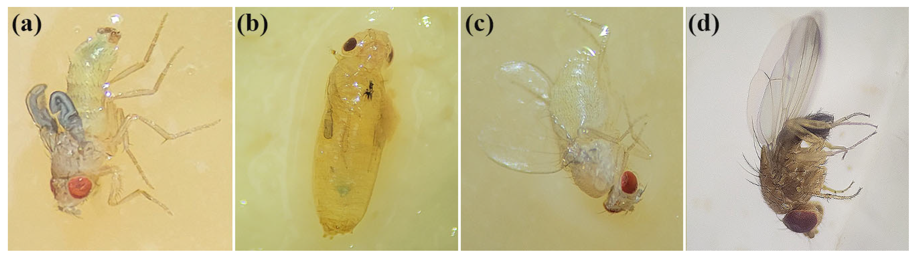 Biomolecules 15 00490 g006