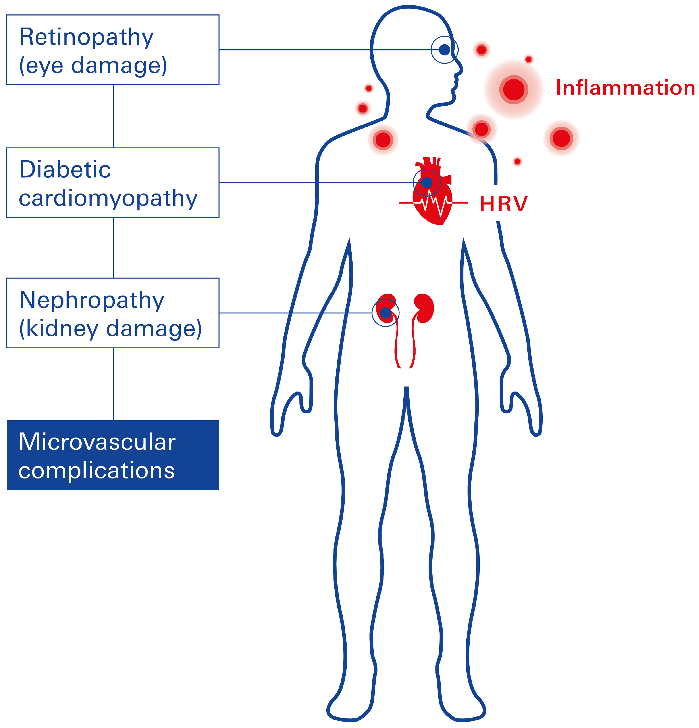 Heart Rate Variability, Microvascular Dysfunction, and