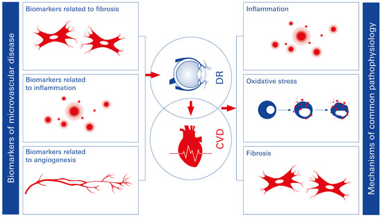 maa＊ Heart Rate Variability, Microvascular Dysfunction, and