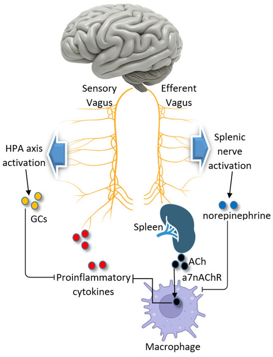 Heart Rate Variability, Microvascular Dysfunction, and Heart Rate Variability, Microvascular Dysfunction, and