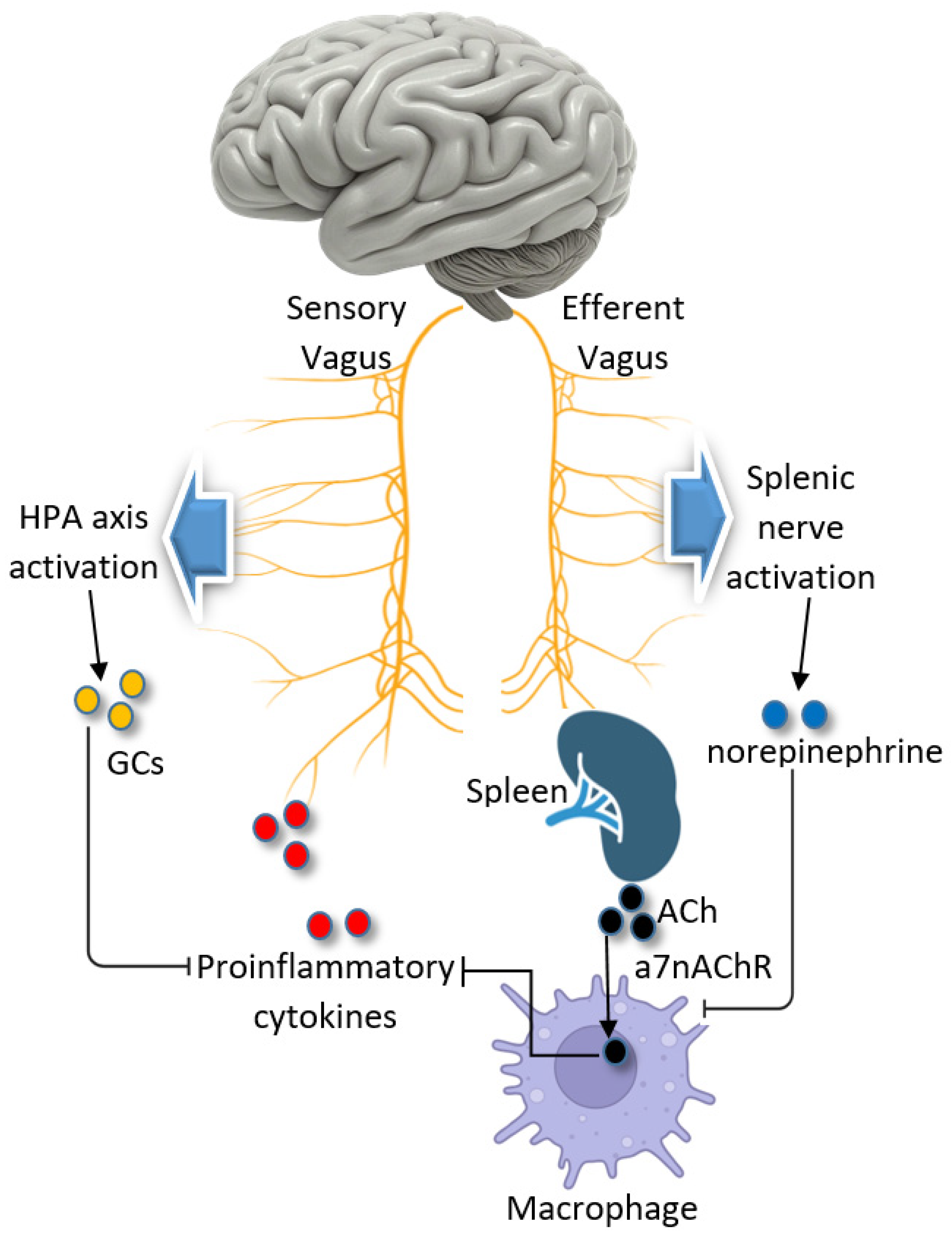 Biomolecules 15 00499 g005