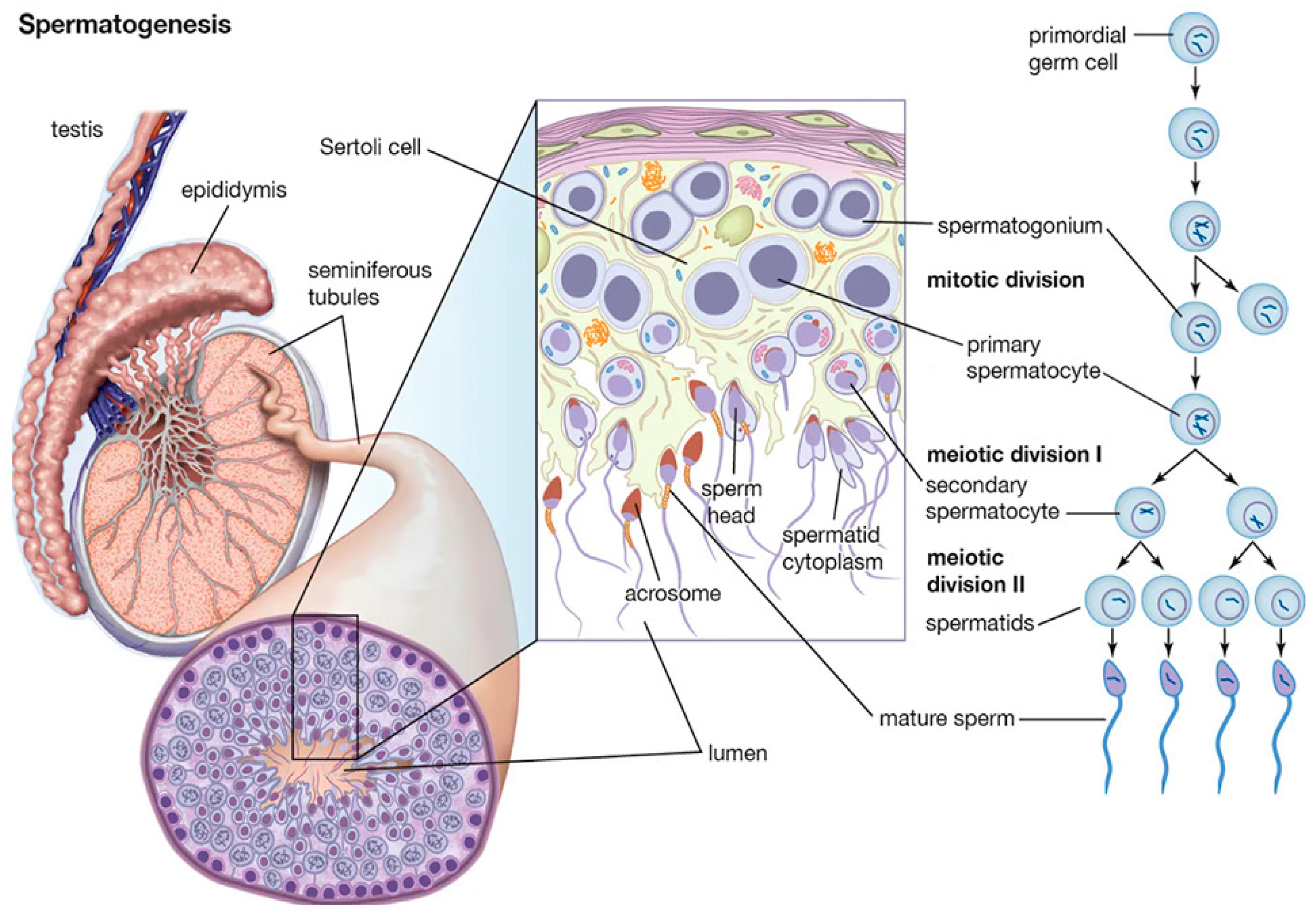 Biomolecules 15 00500 g001 Biomolecules 15 00500 g001