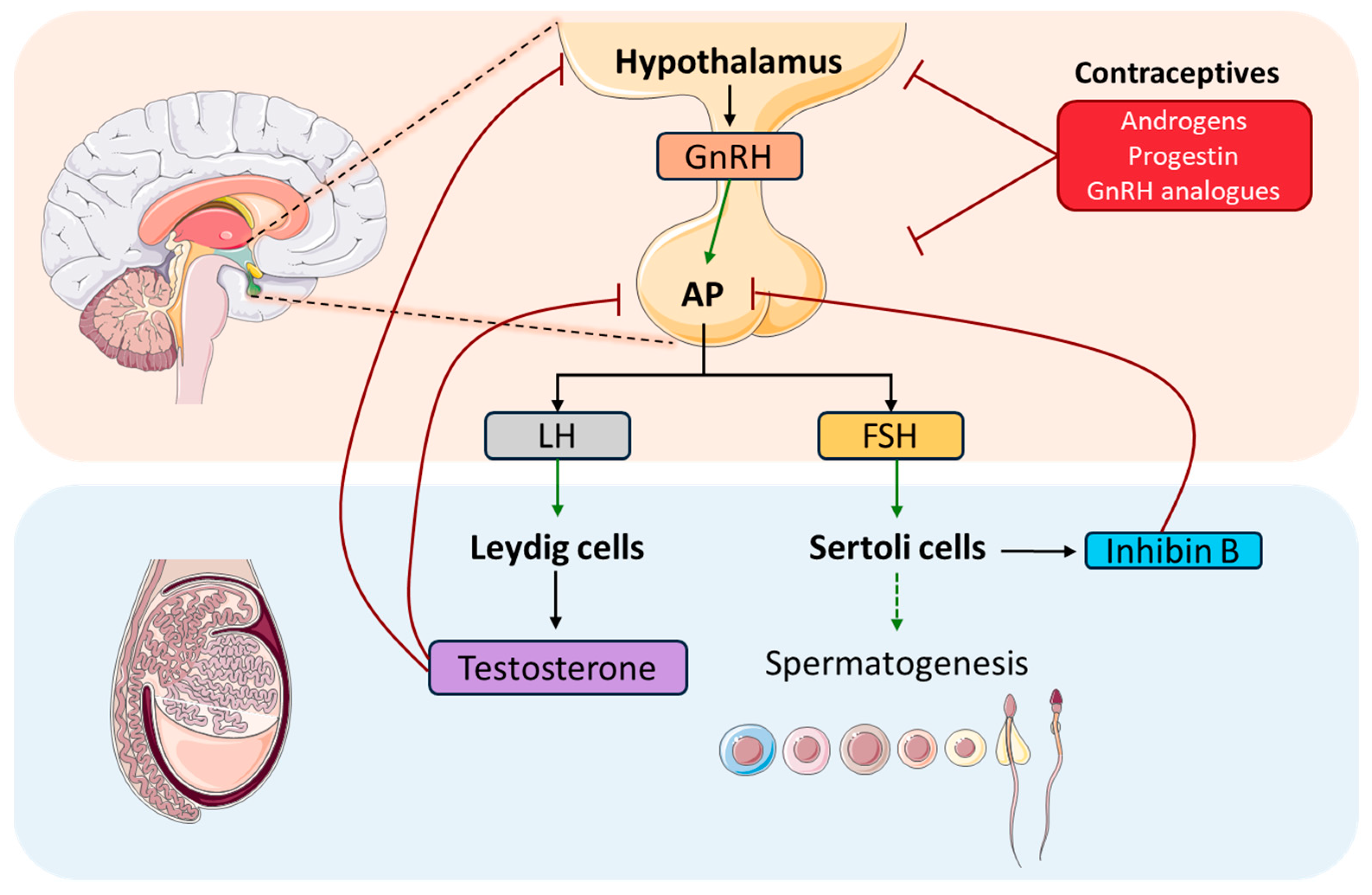 Biomolecules 15 00500 g002 Biomolecules 15 00500 g002