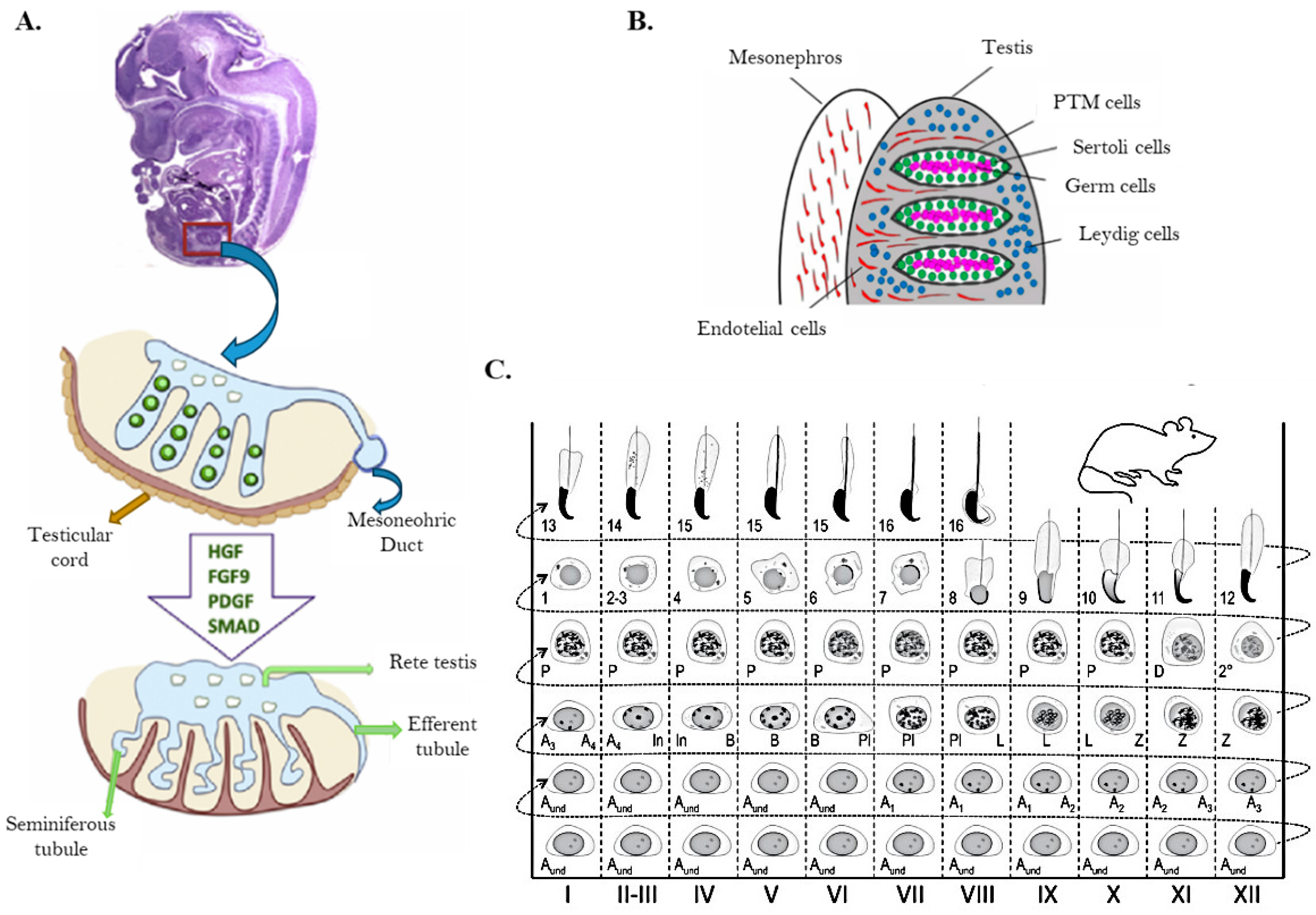 Biomolecules 15 00500 g005 Biomolecules 15 00500 g005