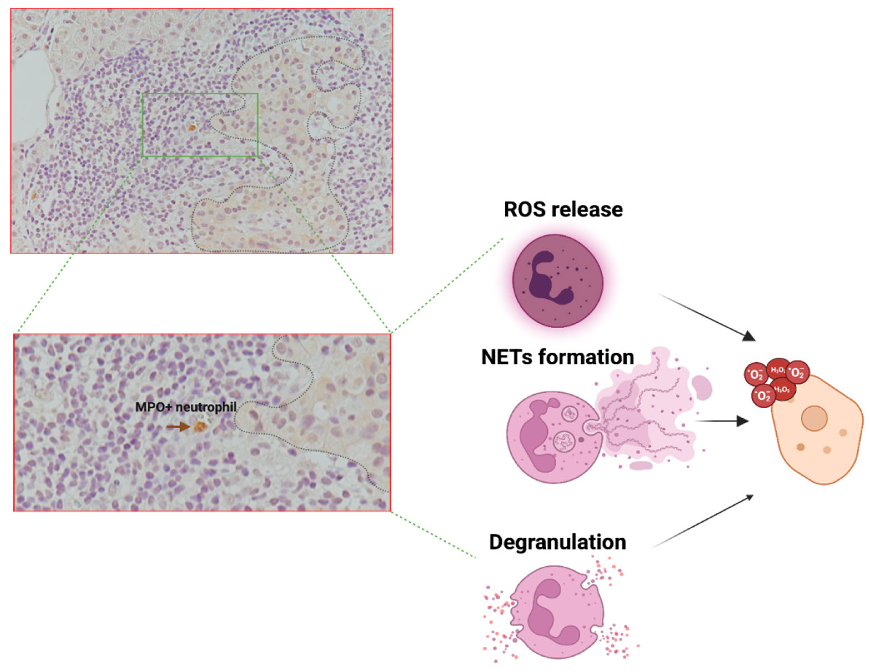 Biomolecules 15 00505 g003