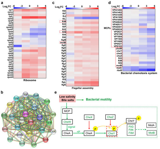 Proteomic Analysis Reveals the Phenotypic Heterogeneity and