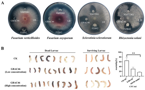 ※SSS Broadband Terahertz Light–Matter Interaction Enhancement for
