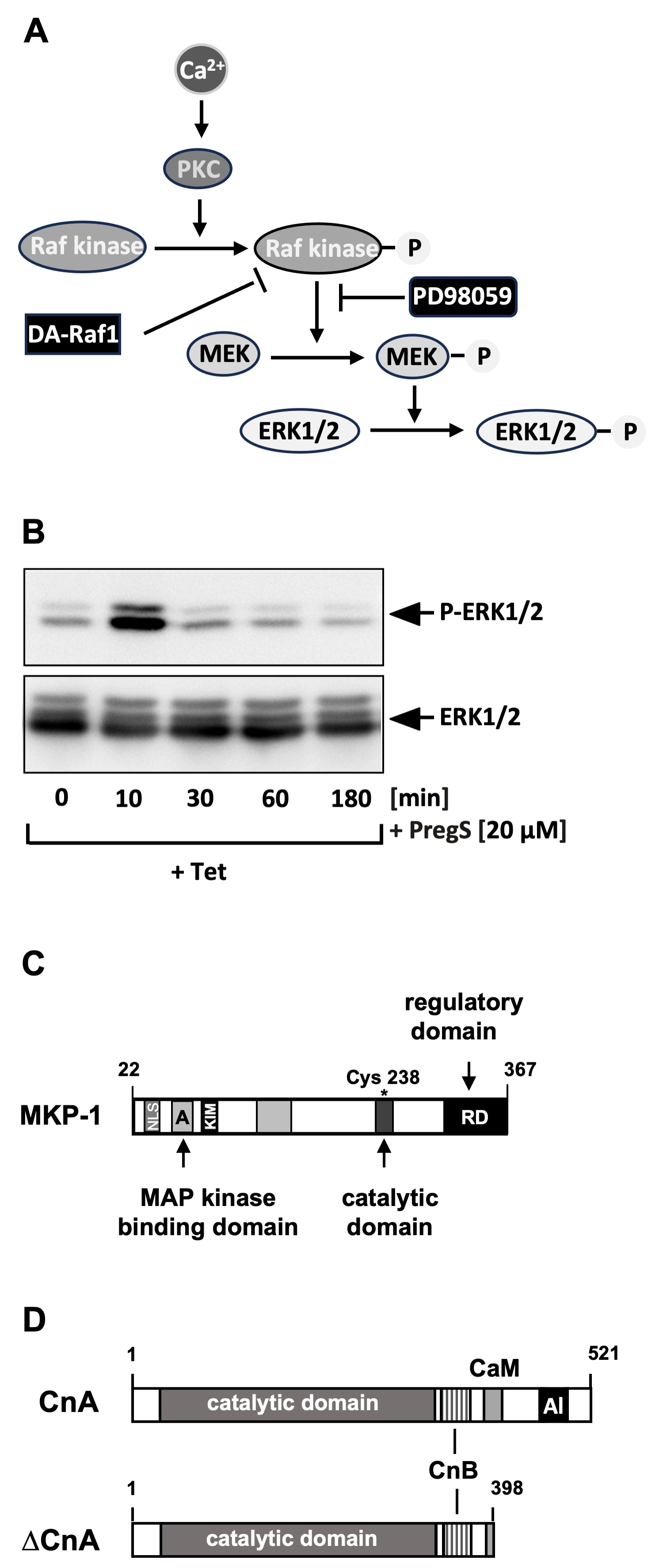 Biomolecules 15 00521 g004