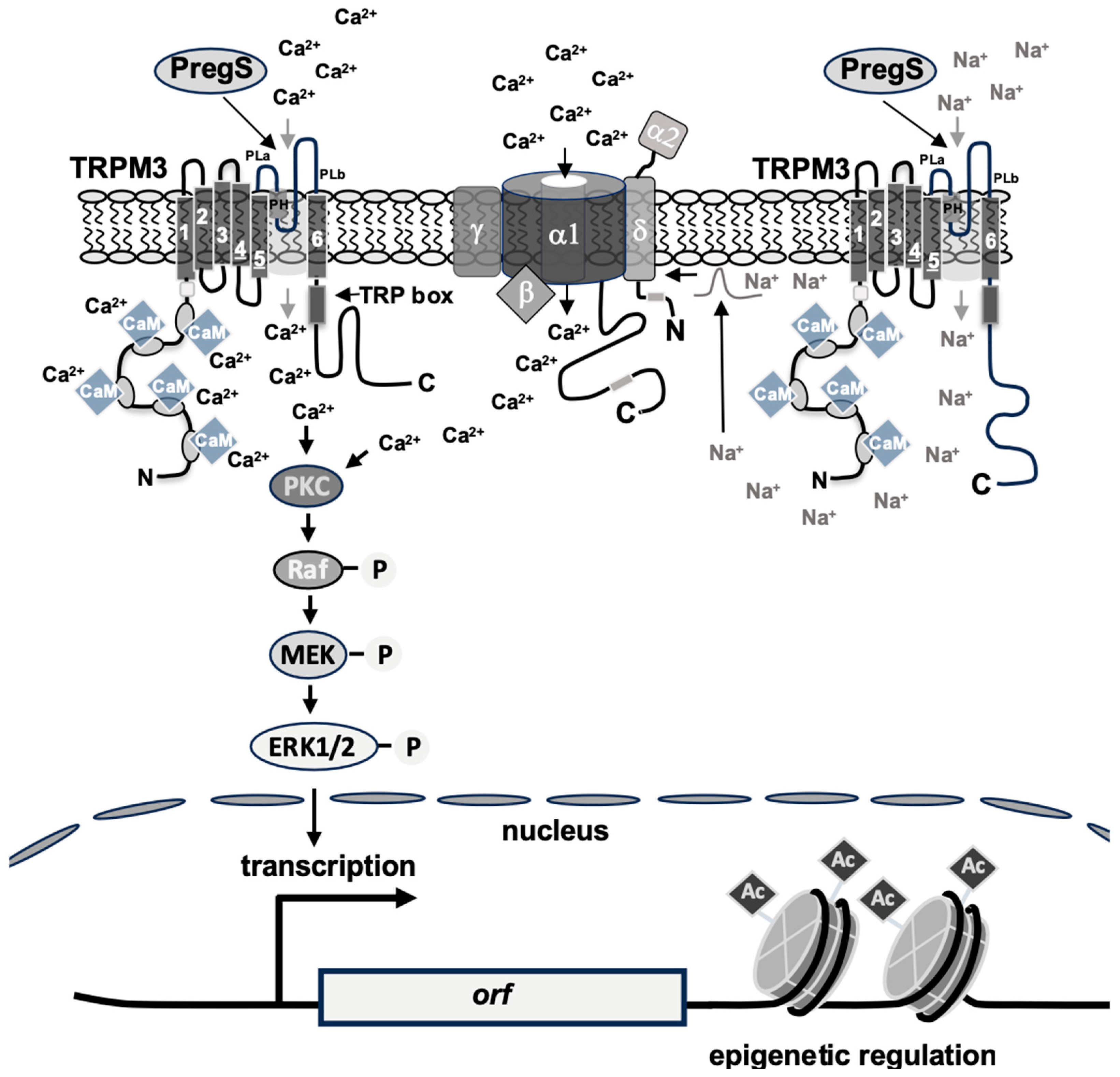 Biomolecules 15 00521 g006