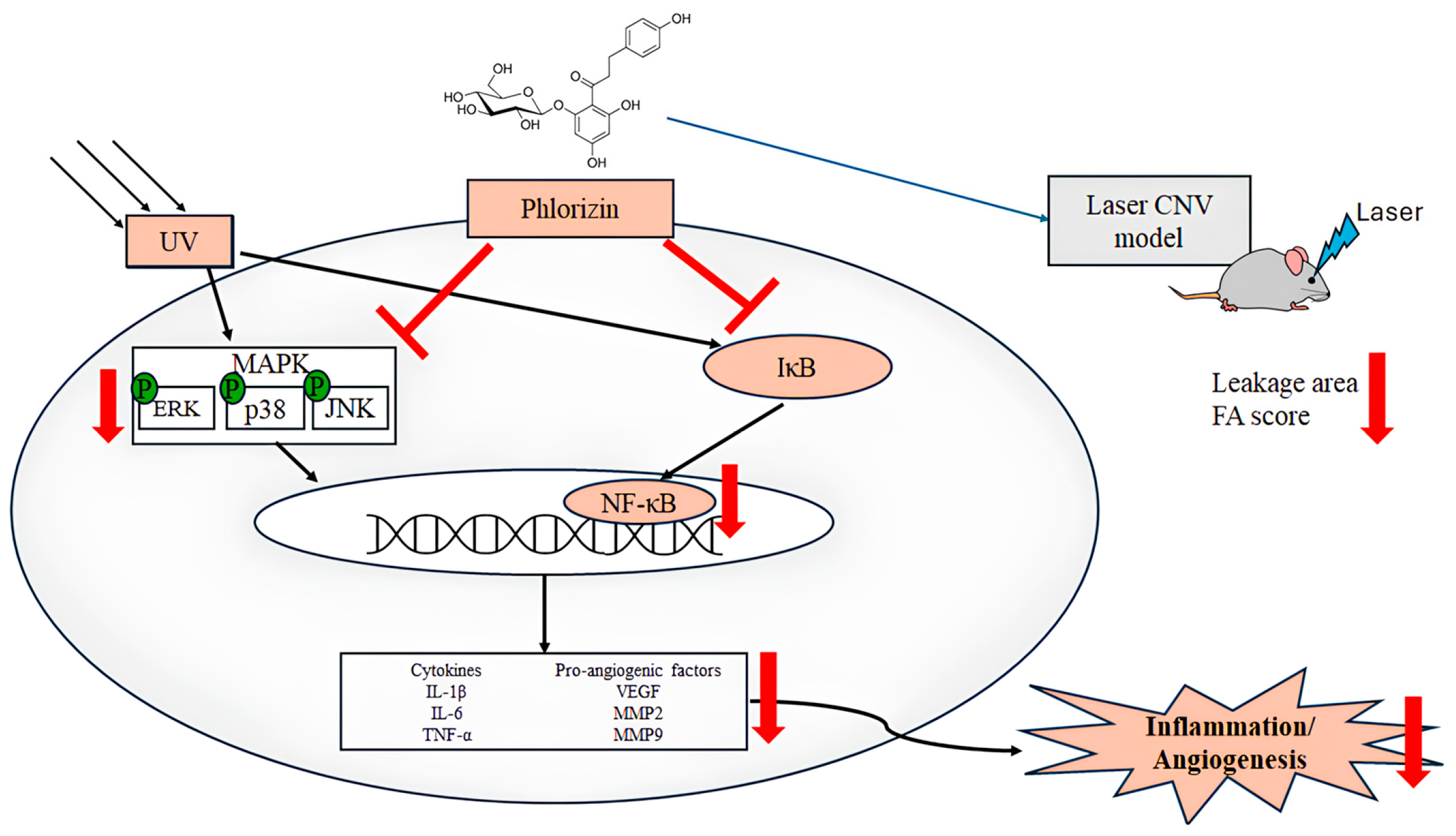 Biomolecules 15 00523 g012