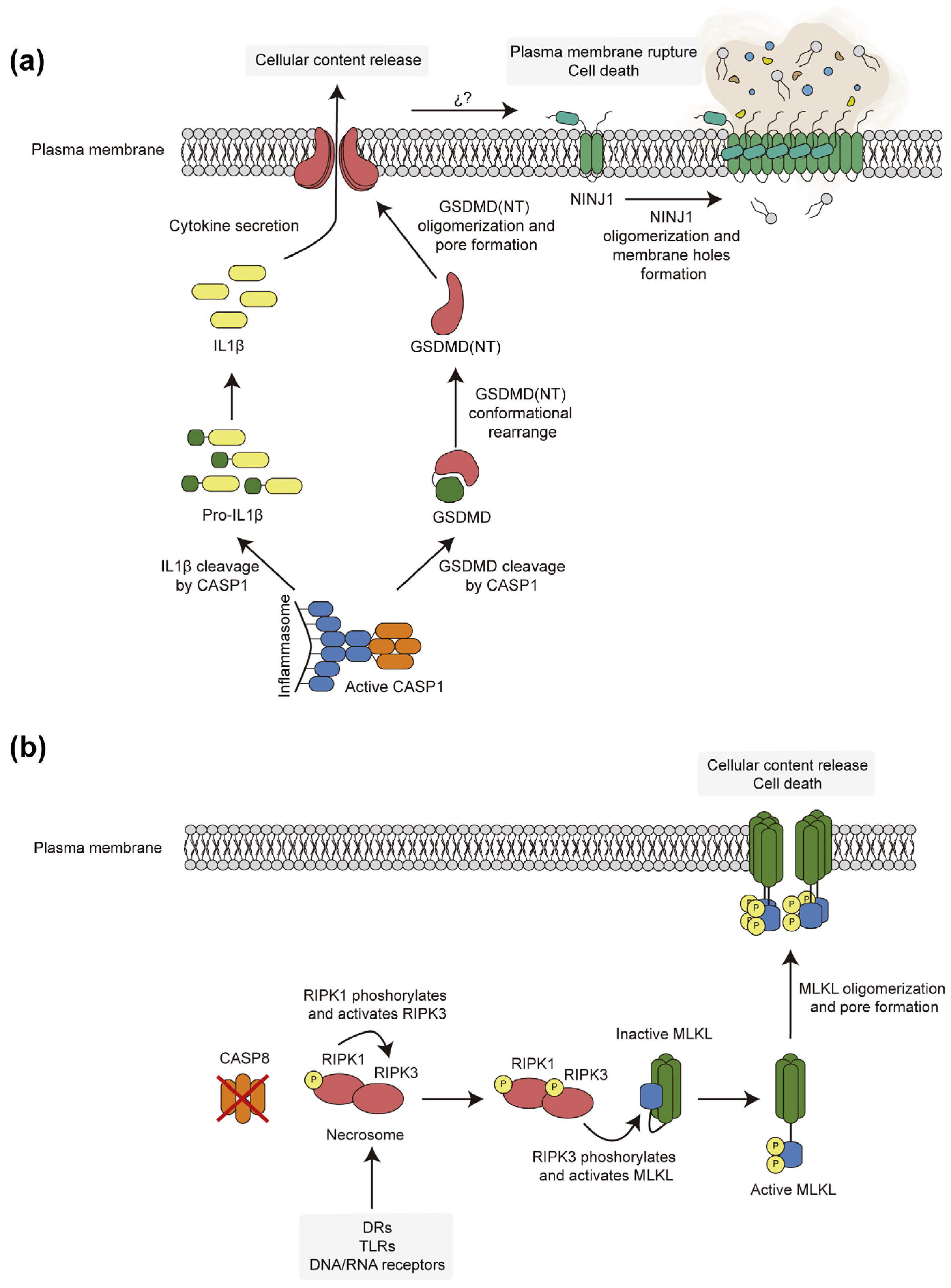 Biomolecules 15 00530 g002