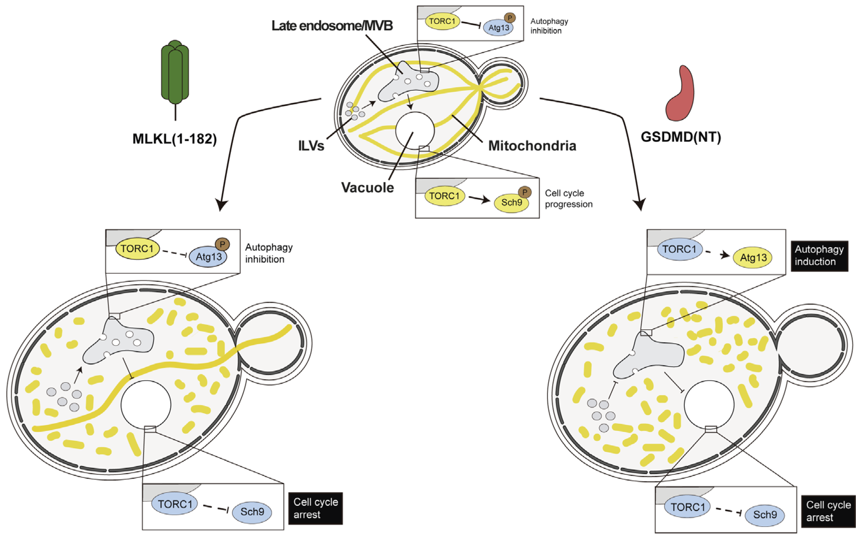 Biomolecules 15 00530 g004