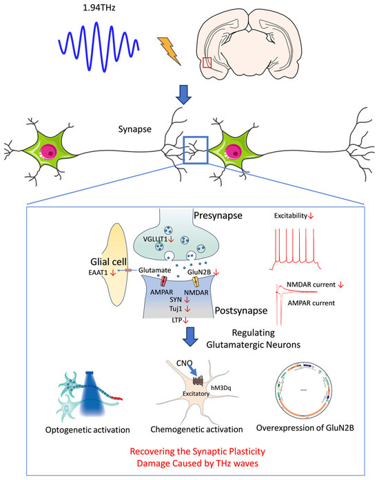 The Role of Glutamatergic Neurons in Changes of Synaptic