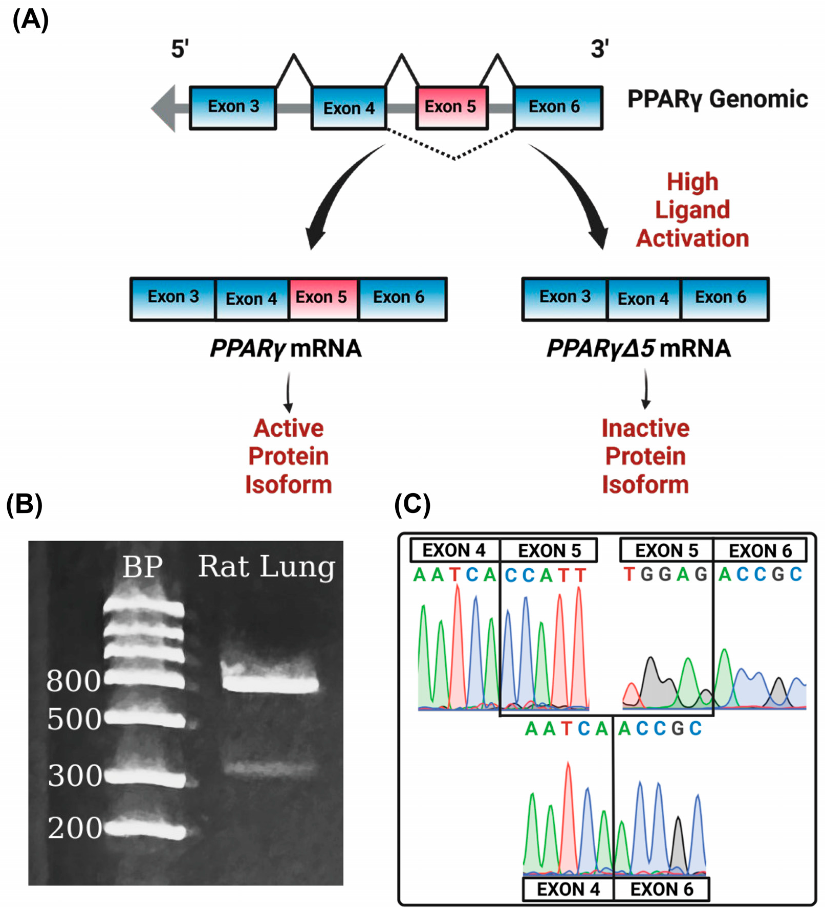 Biomolecules 15 00551 g002 Biomolecules 15 00551 g002