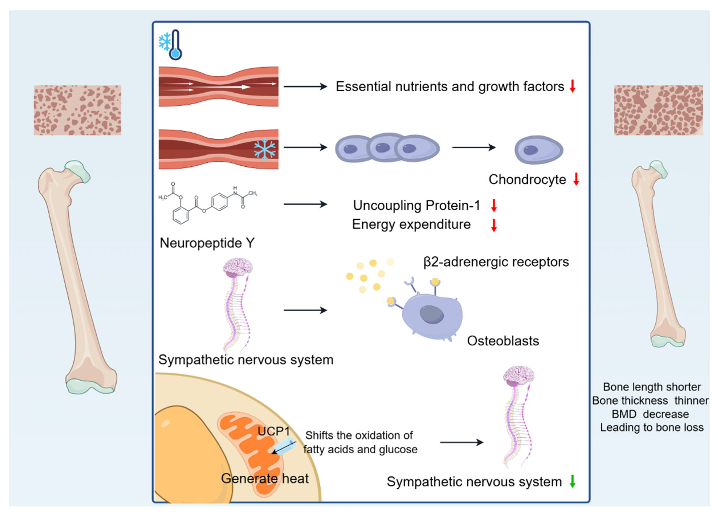 Biomolecules 15 00564 g001 Biomolecules 15 00564 g001