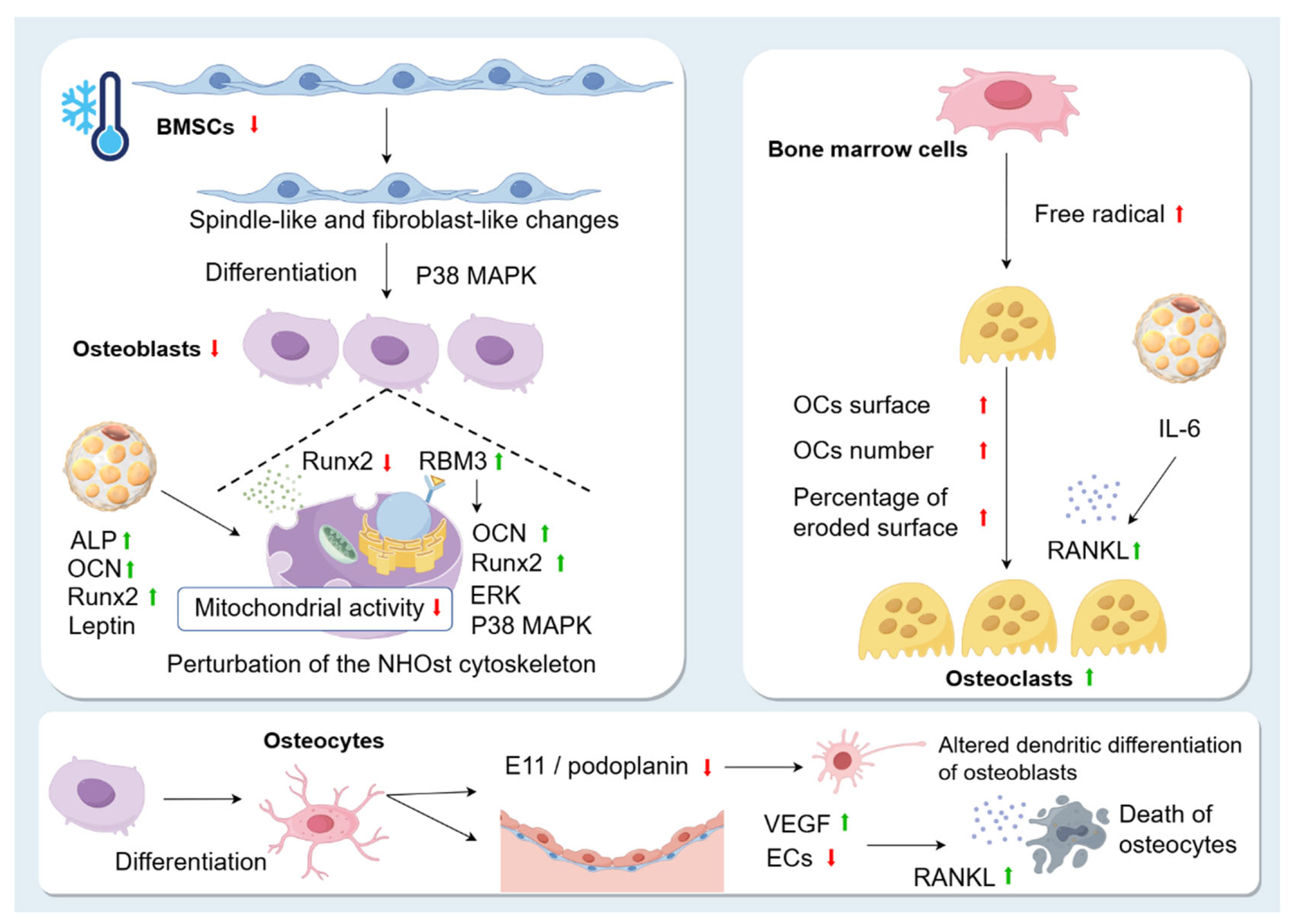 Biomolecules 15 00564 g004 Biomolecules 15 00564 g004
