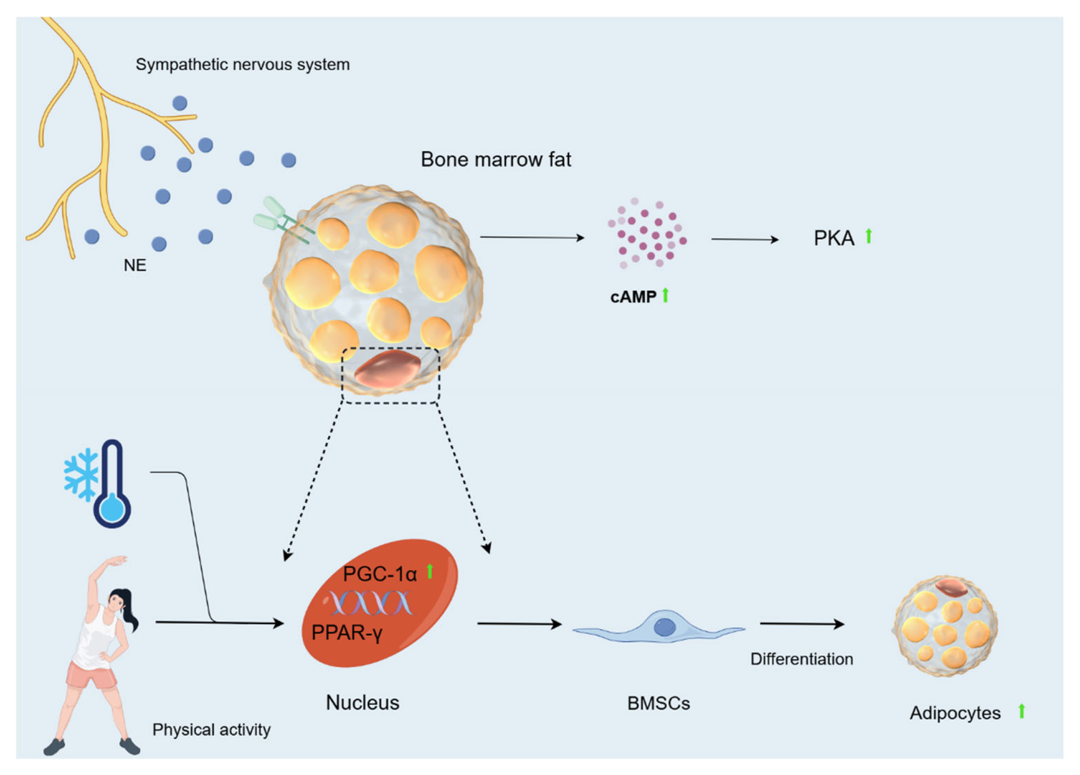 Biomolecules 15 00564 g006 Biomolecules 15 00564 g006