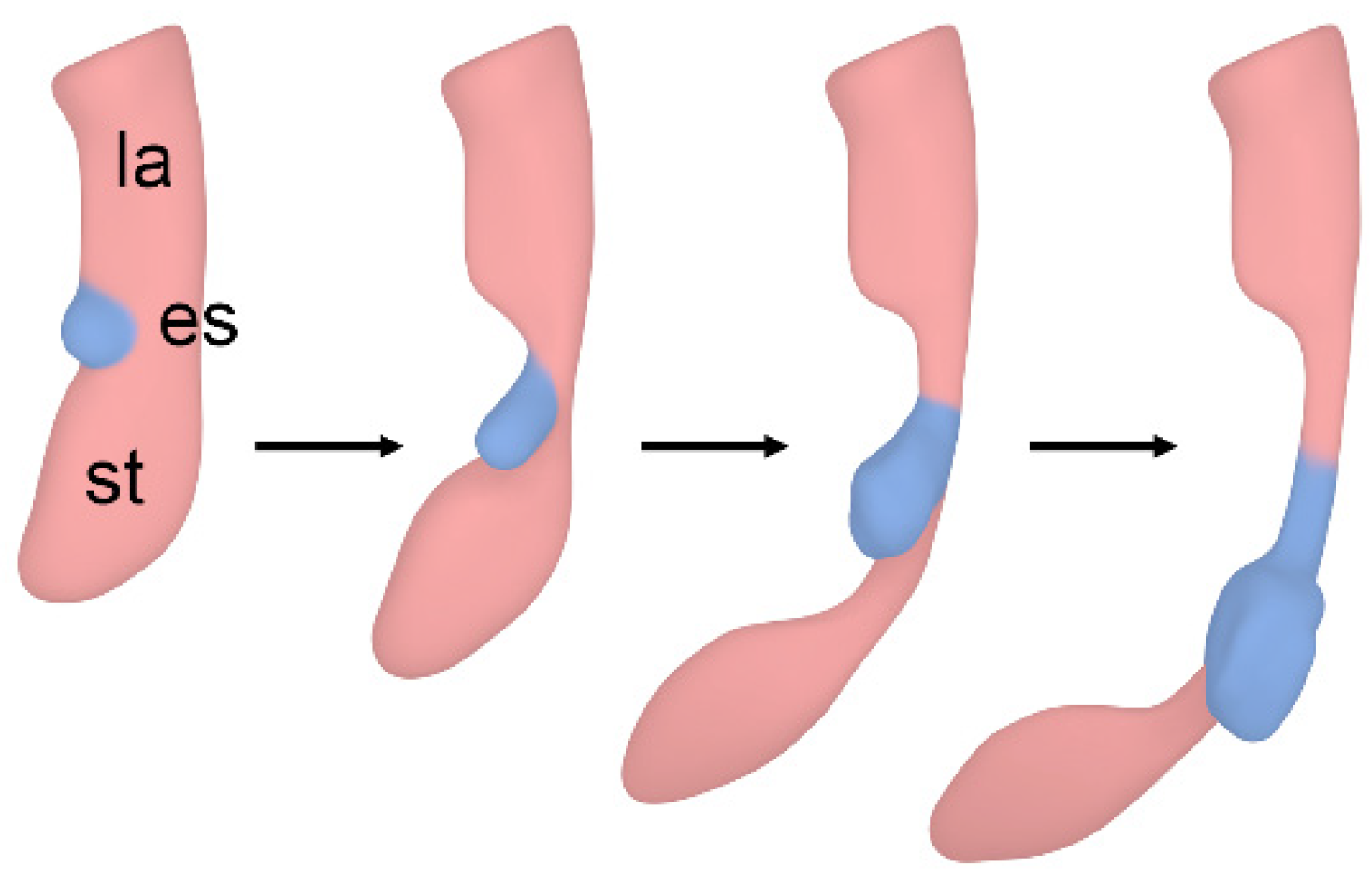 Biomolecules 15 00569 g006