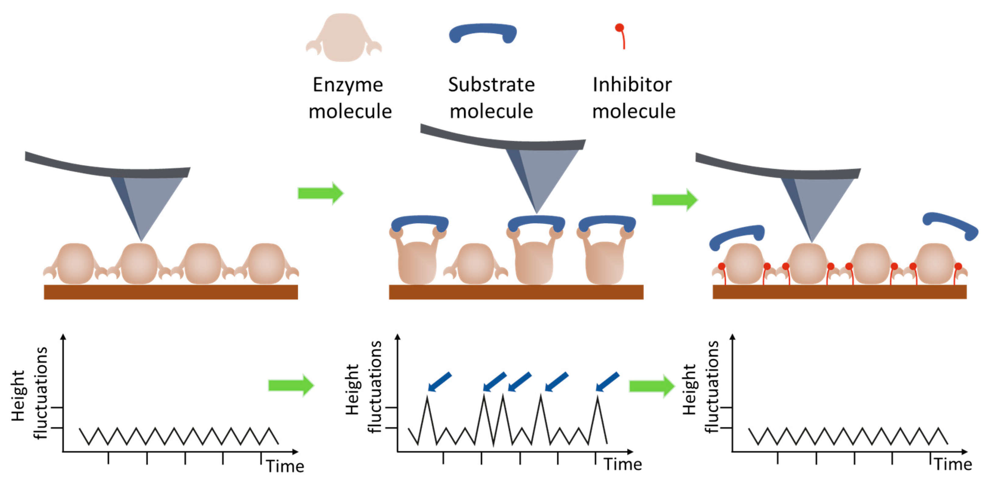 Biomolecules 15 00574 g003 Biomolecules 15 00574 g003