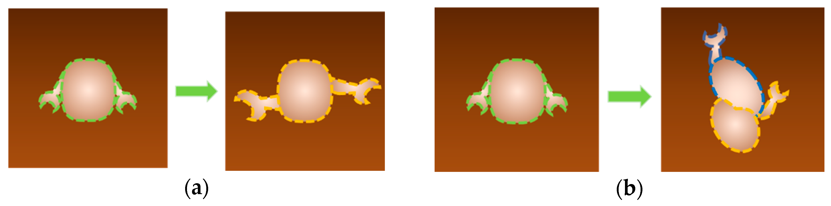 Biomolecules 15 00574 g007 Biomolecules 15 00574 g007