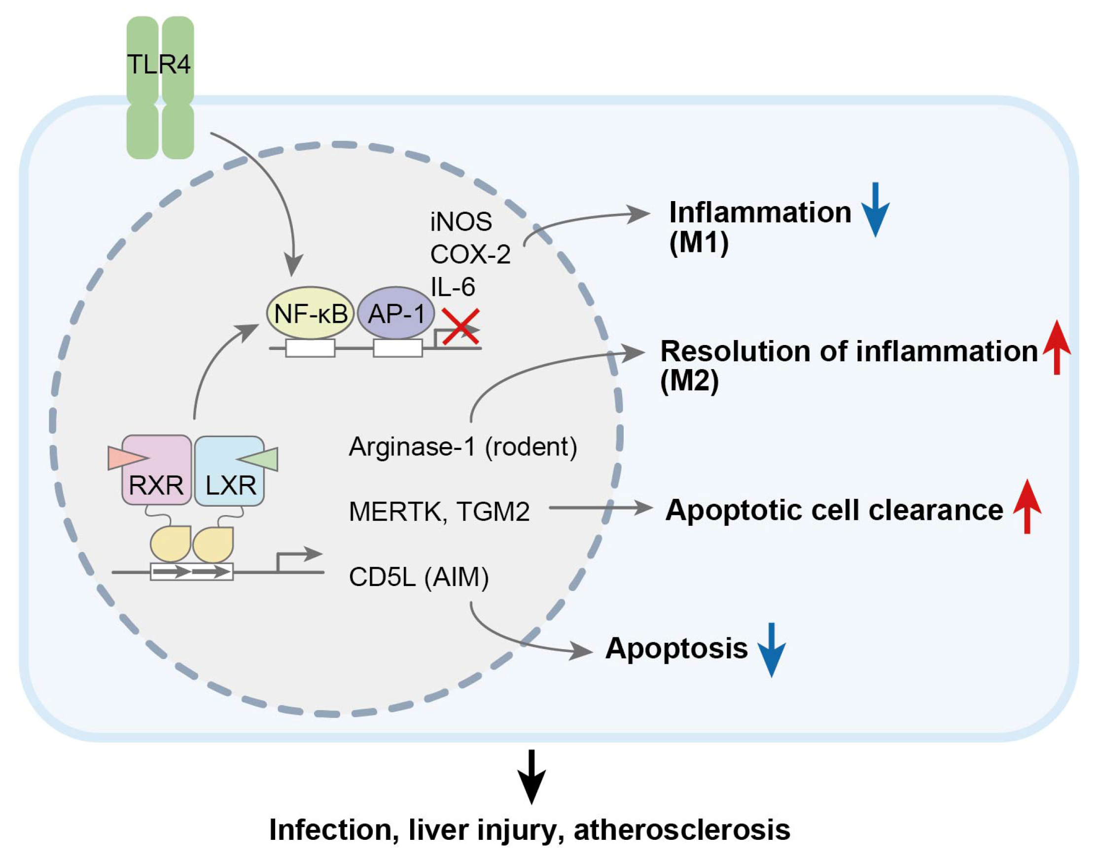 Biomolecules 15 00579 g002 Biomolecules 15 00579 g002