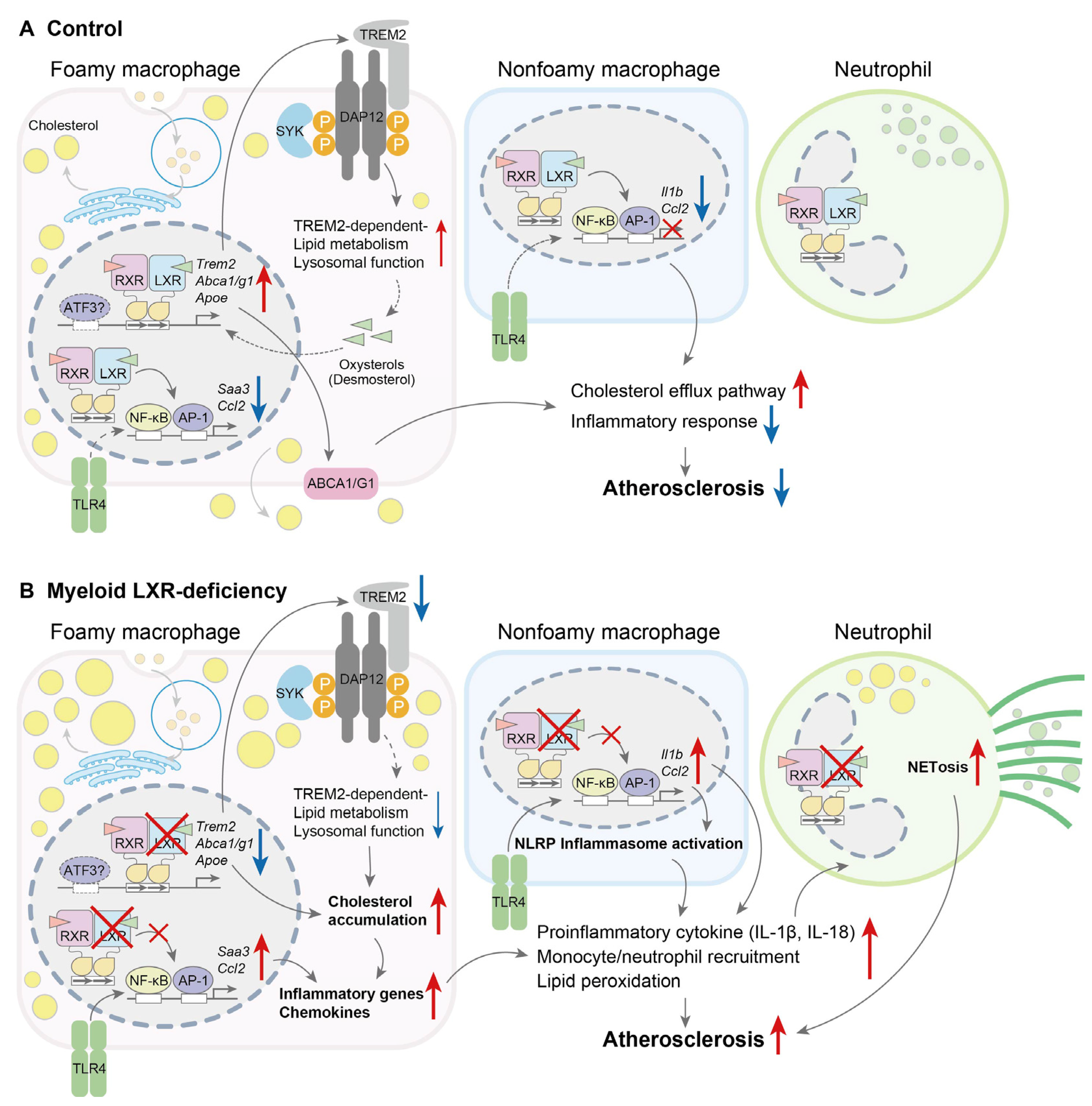 Biomolecules 15 00579 g003 Biomolecules 15 00579 g003
