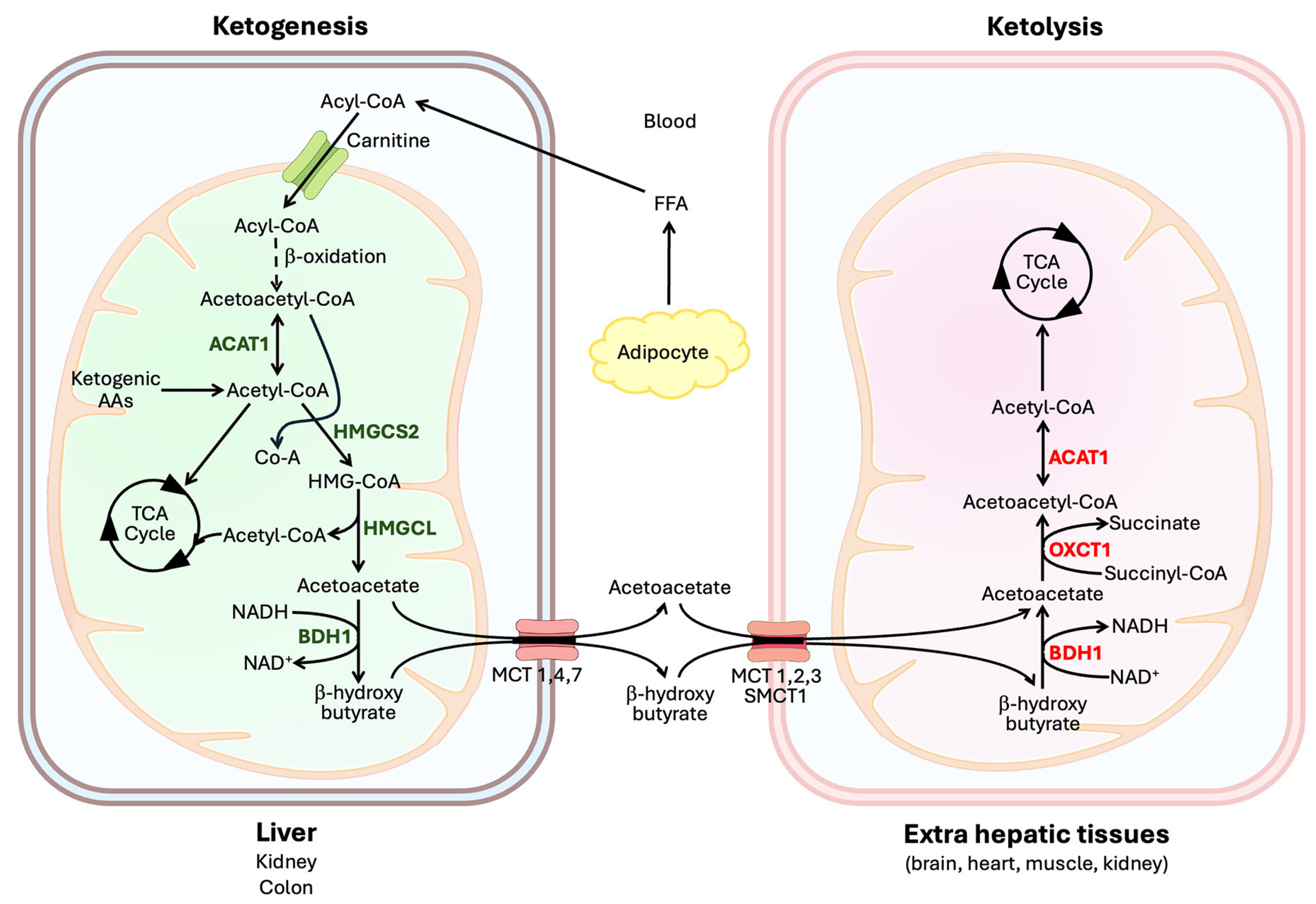 Biomolecules 15 00580 g001