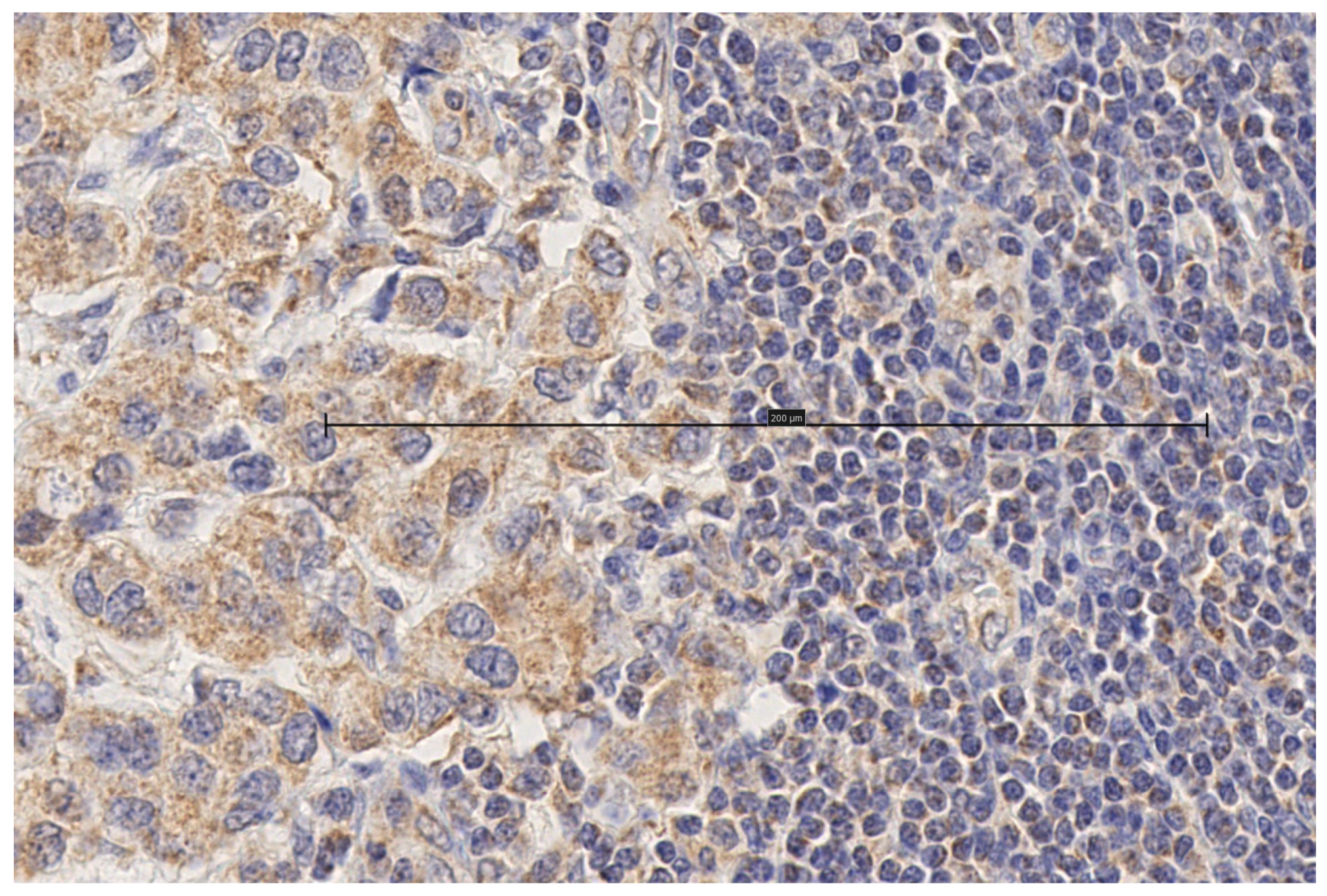 Biomolecules 15 00581 g004