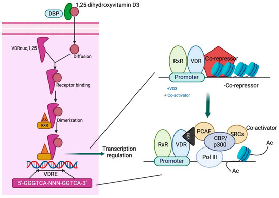 Vitamin D and Acute Kidney Injury: A Reciprocal Relationship