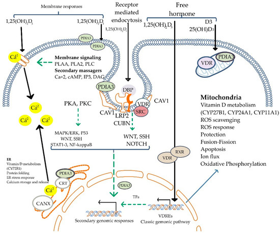 Vitamin D and Acute Kidney Injury: A Reciprocal Relationship