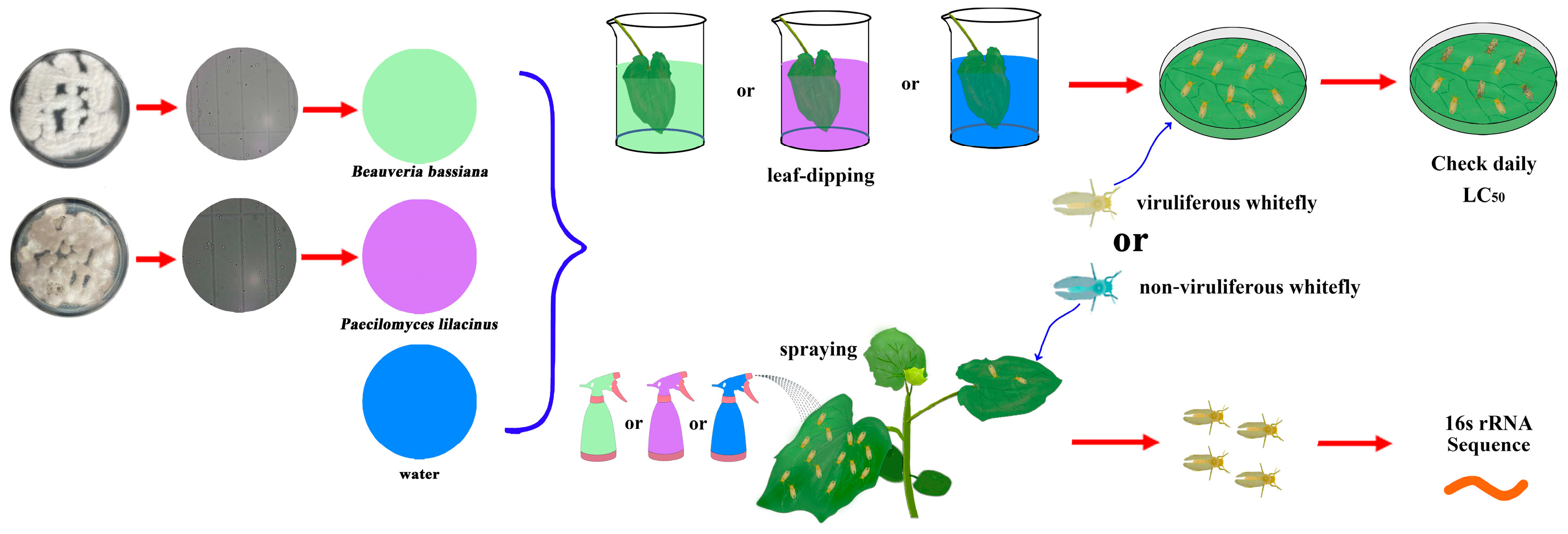 Biomolecules 15 00593 g001