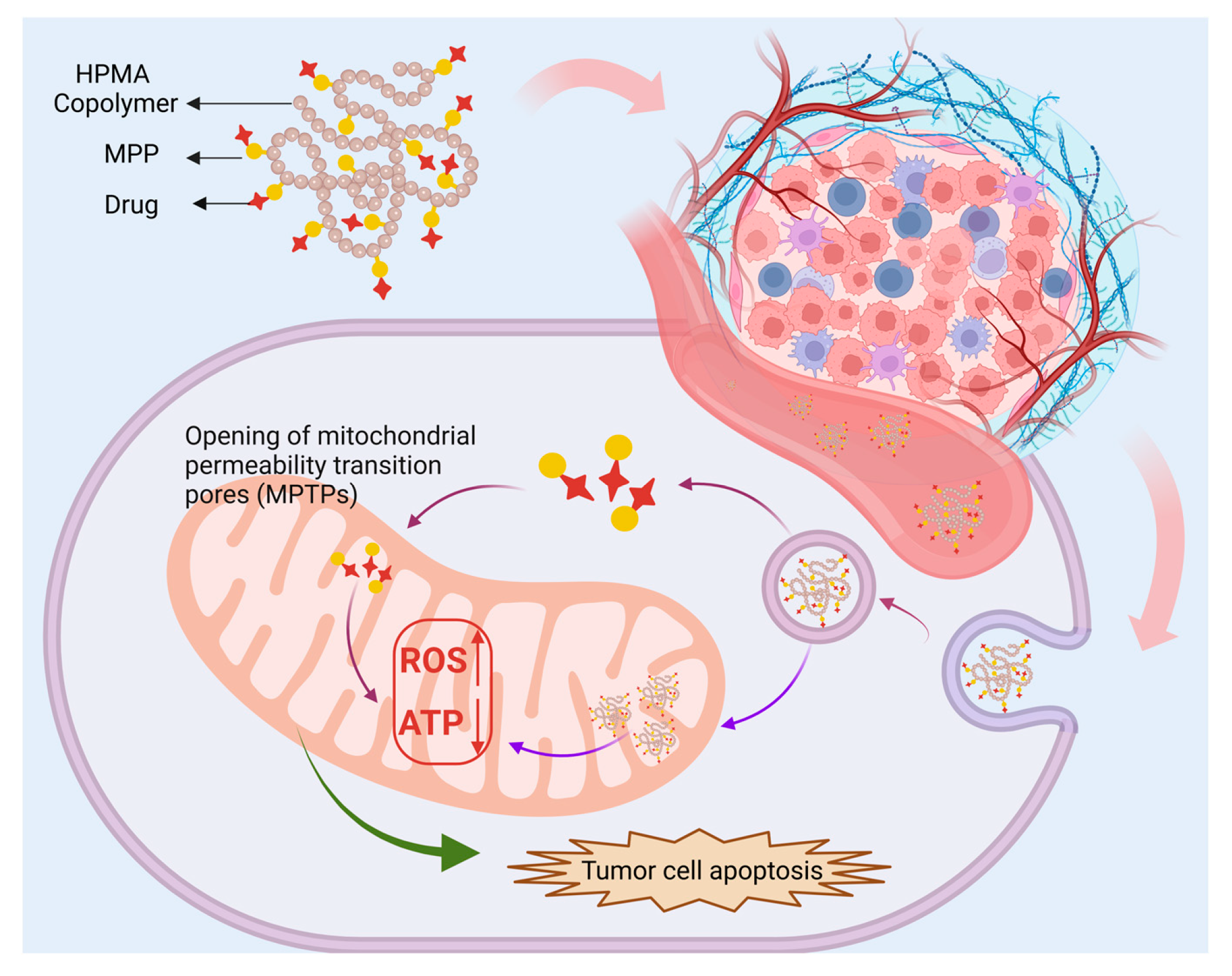 Biomolecules 15 00596 g004