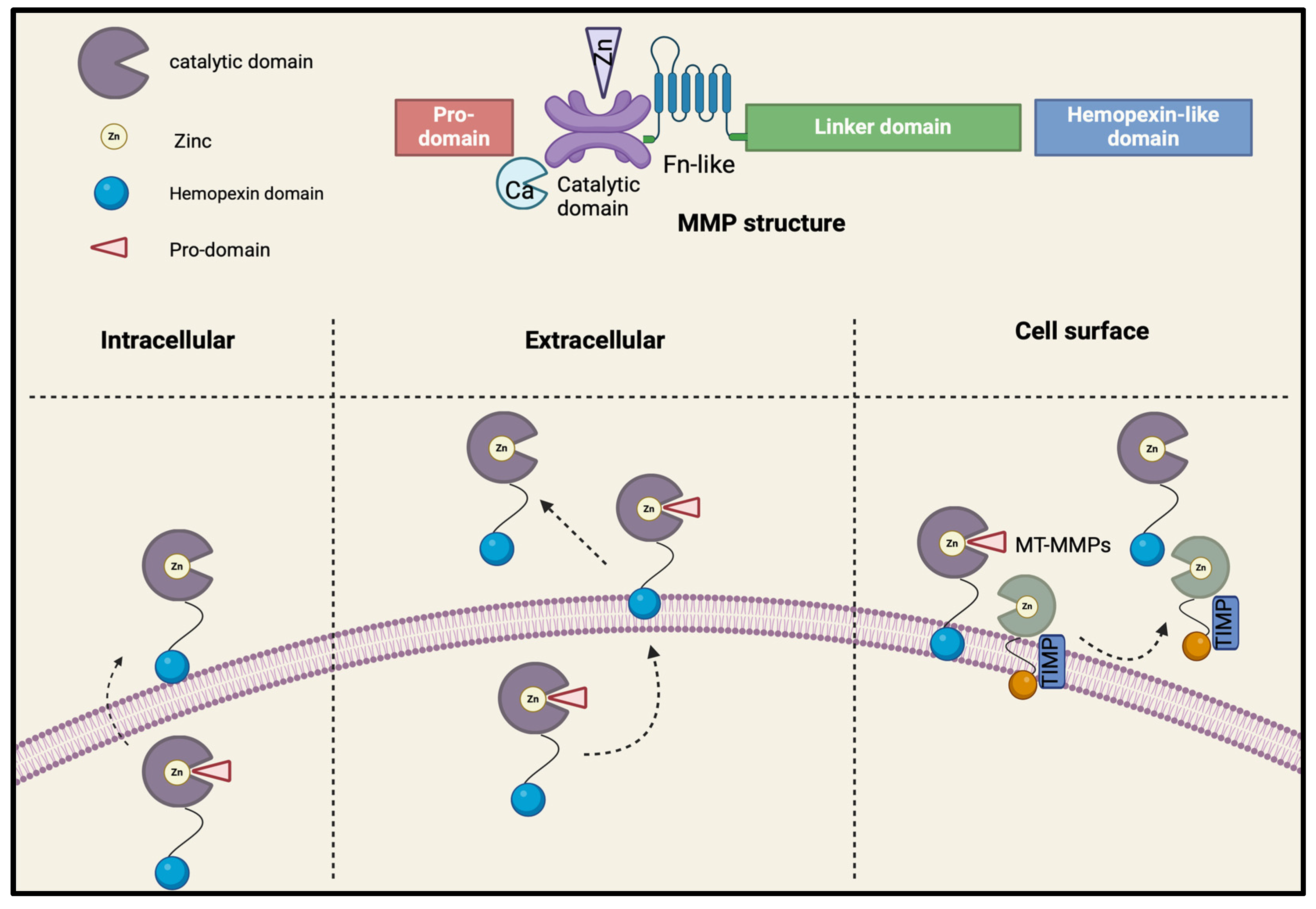 Biomolecules 15 00598 g001