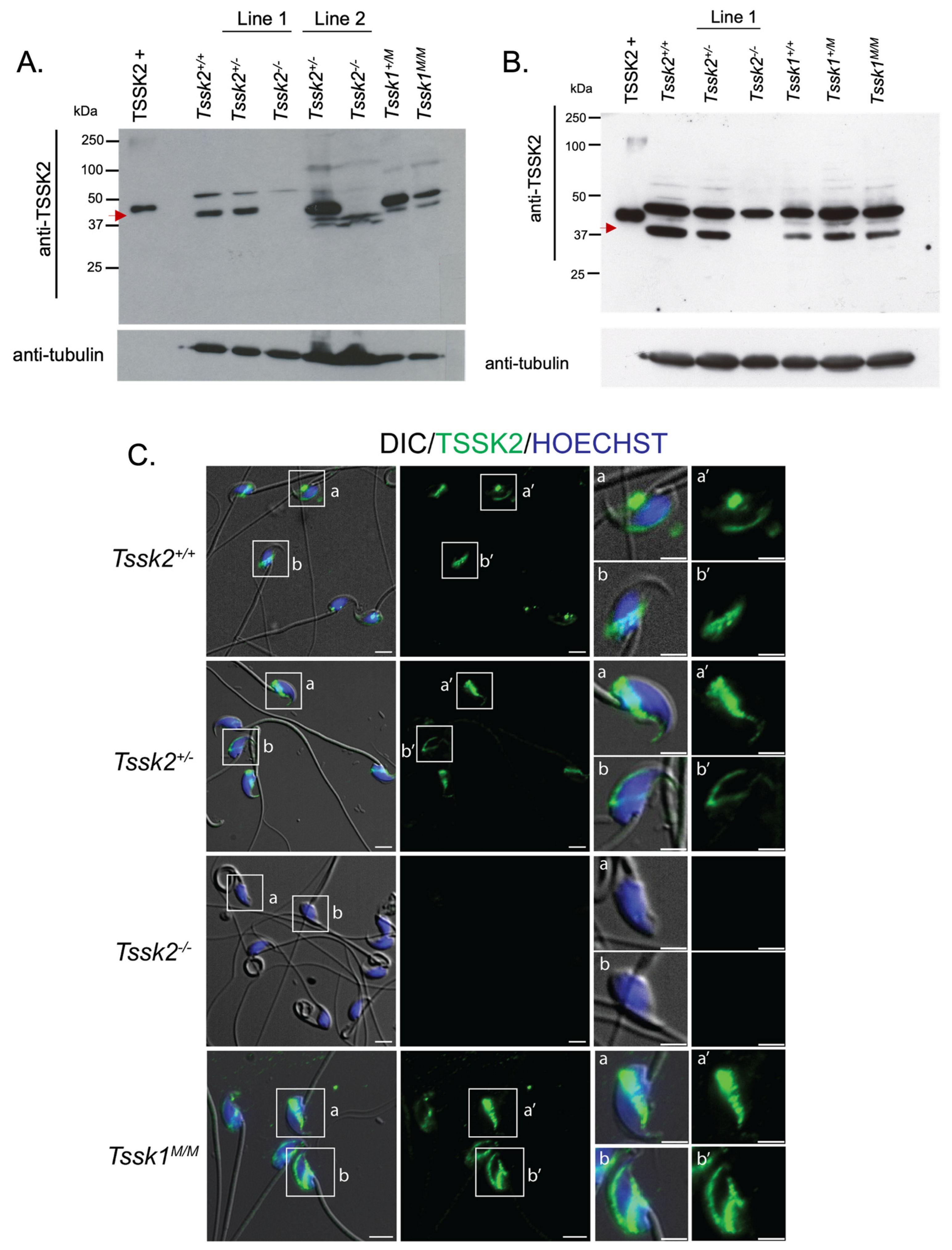 Biomolecules 15 00601 g005