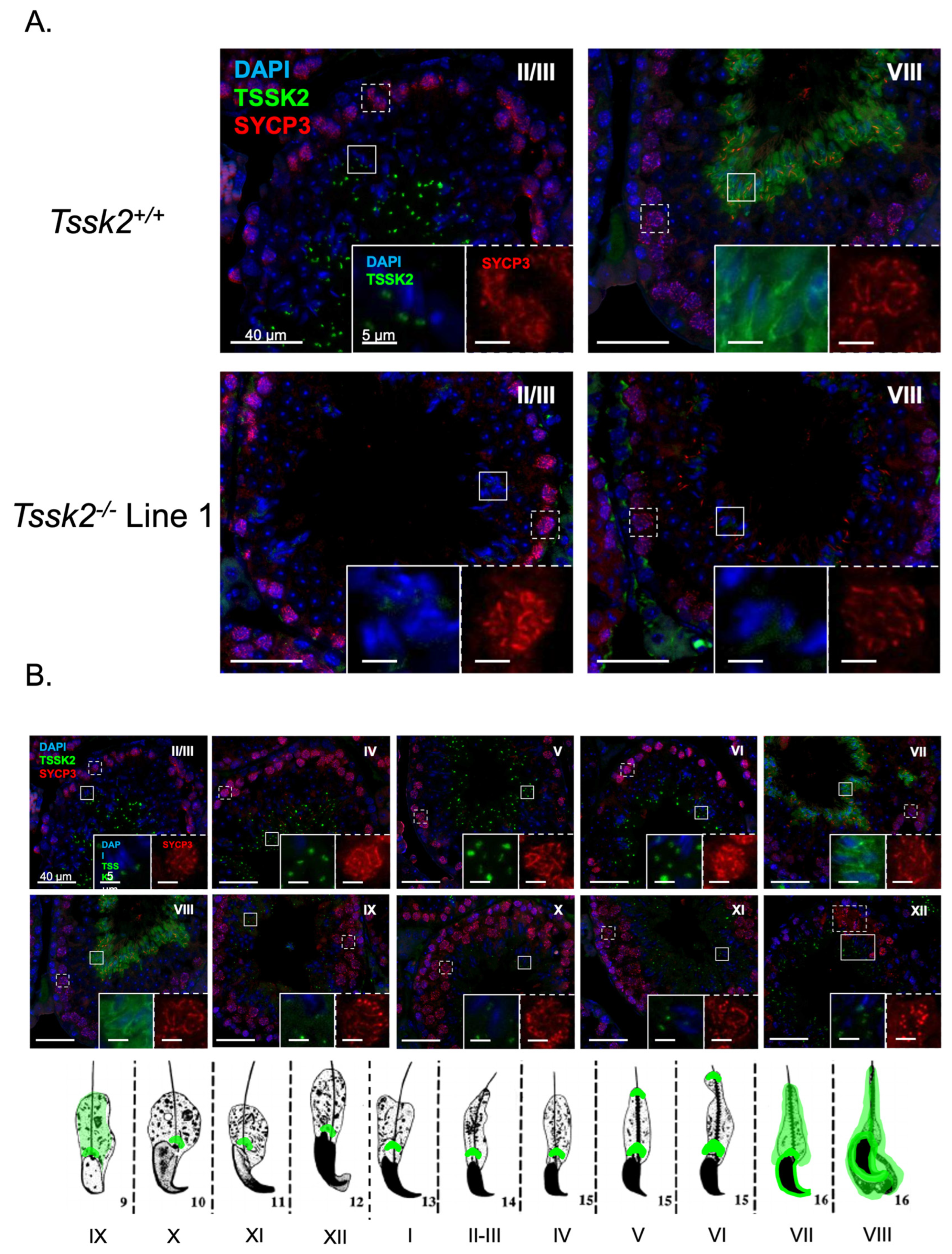 Biomolecules 15 00601 g006